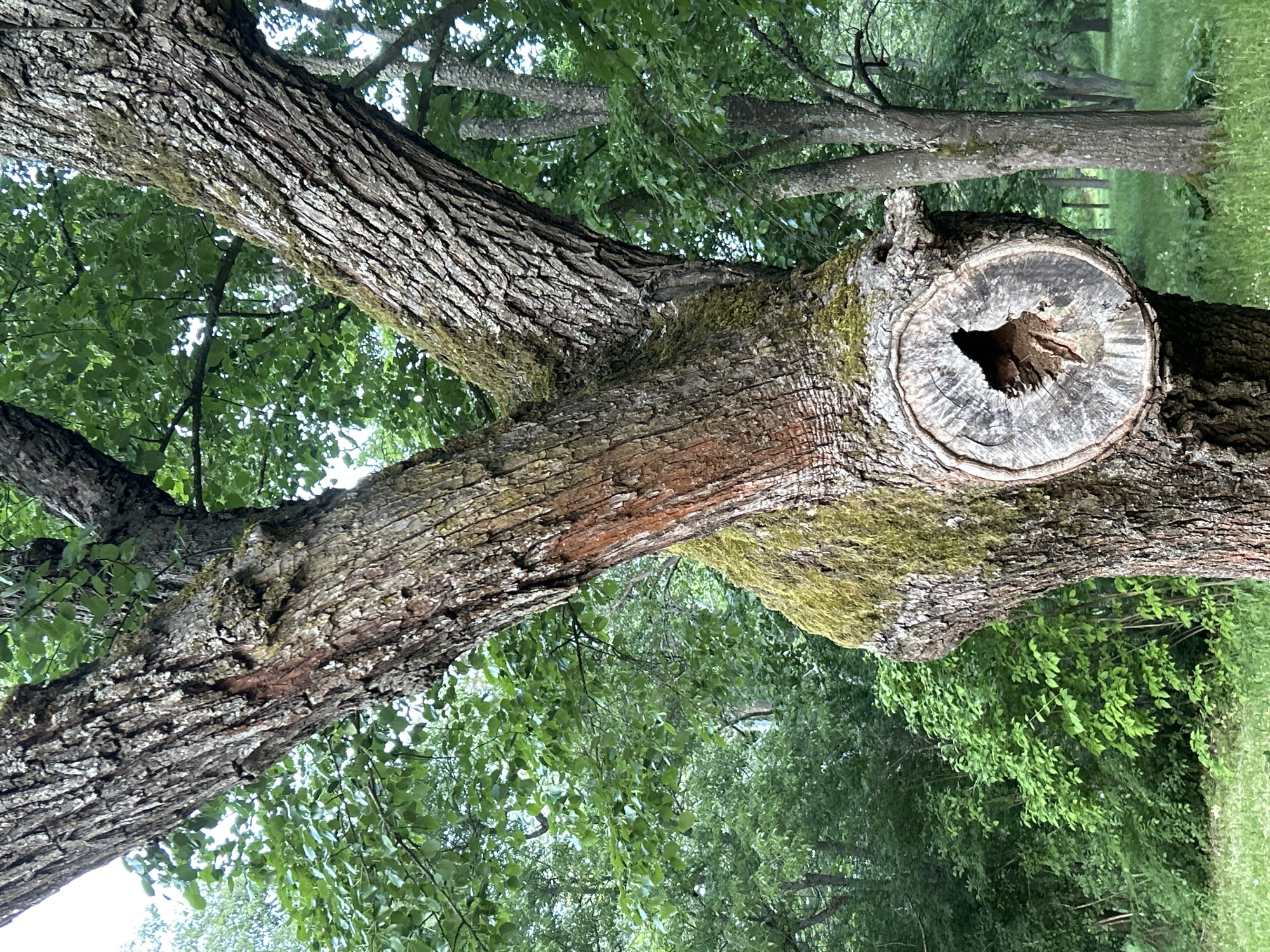 The image shows a close-up of a tree branch, likely in a park or wooded area within the city of Unknown, Unknown. The branch has a rough bark texture and is partially covered with moss. A circular hole is visible at the end of the branch, possibly from a previous pruning or natural damage. The background includes green foliage and other trees, suggesting a natural environment. There are no people visible in the image.