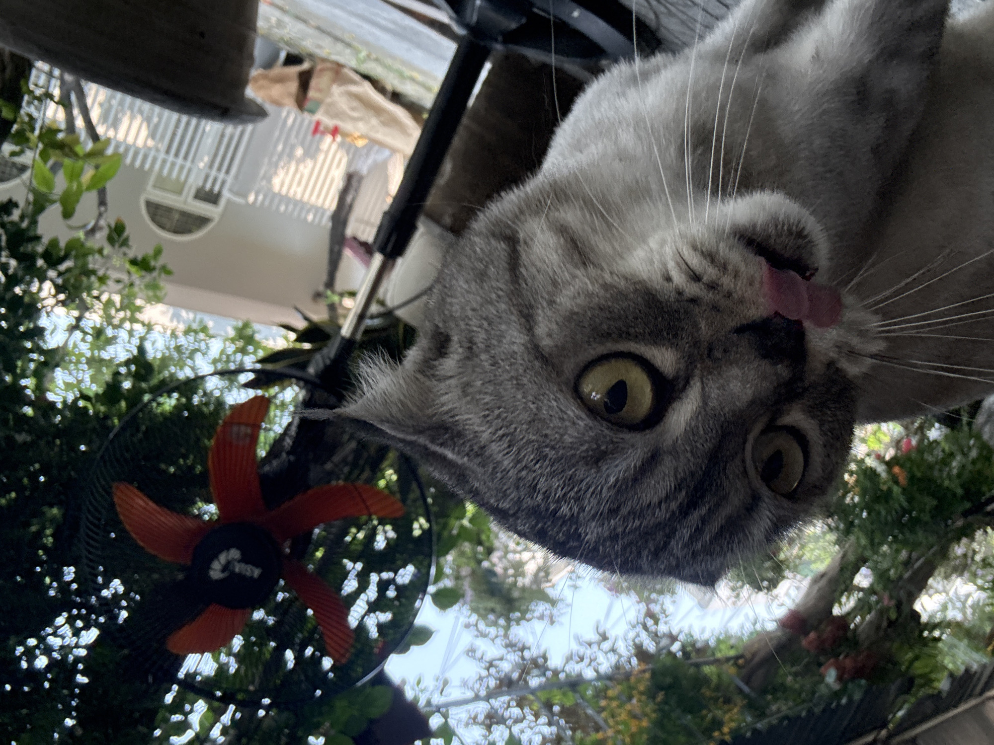 A grey cat with yellow eyes and tongue sticking out is viewed from below, with foliage and a fan visible. The scene likely takes place outdoors in daylight. Elements in the background suggest an urban environment. Without any further details, location data is not reliable.