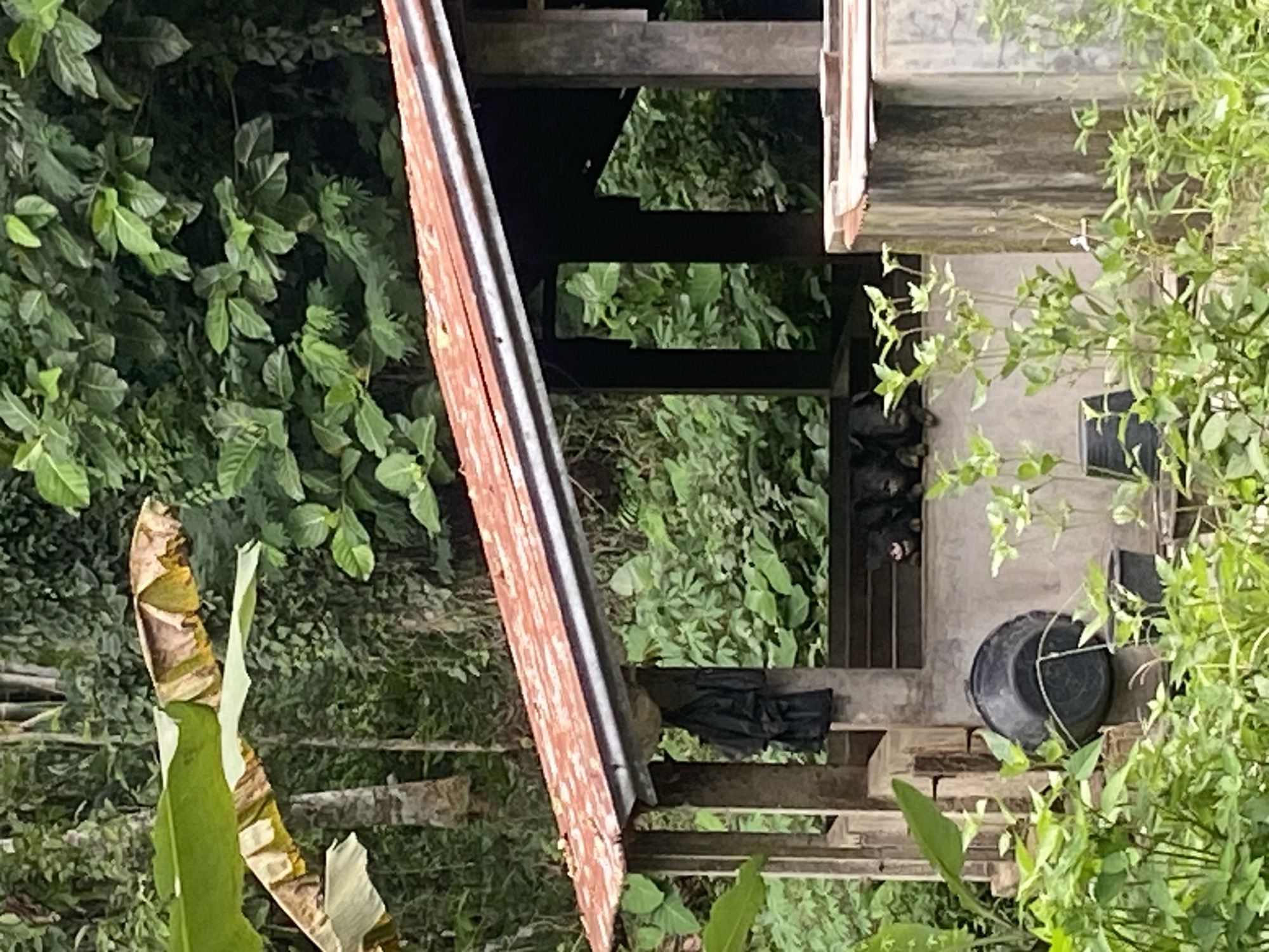 The image depicts a scene from Makale, Indonesia, featuring an open-sided shelter with a red, corrugated metal roof. The structure is supported by wooden posts and has concrete walls and a concrete floor. Several dark-colored goats are visible resting on a raised platform inside the shelter. In the foreground, lush green vegetation, including plants with large leaves and smaller leafy plants, surrounds the shelter. A large black plastic bucket is hanging from a post to the left of the shelter, and smaller black pots are present near the base of the structure. A black tarp or garment is hanging on a post inside the shelter, to the left of the goats. The background consists of dense, green foliage and trees, suggesting a tropical or subtropical environment. The lighting indicates it is daytime, with the sun casting shadows.