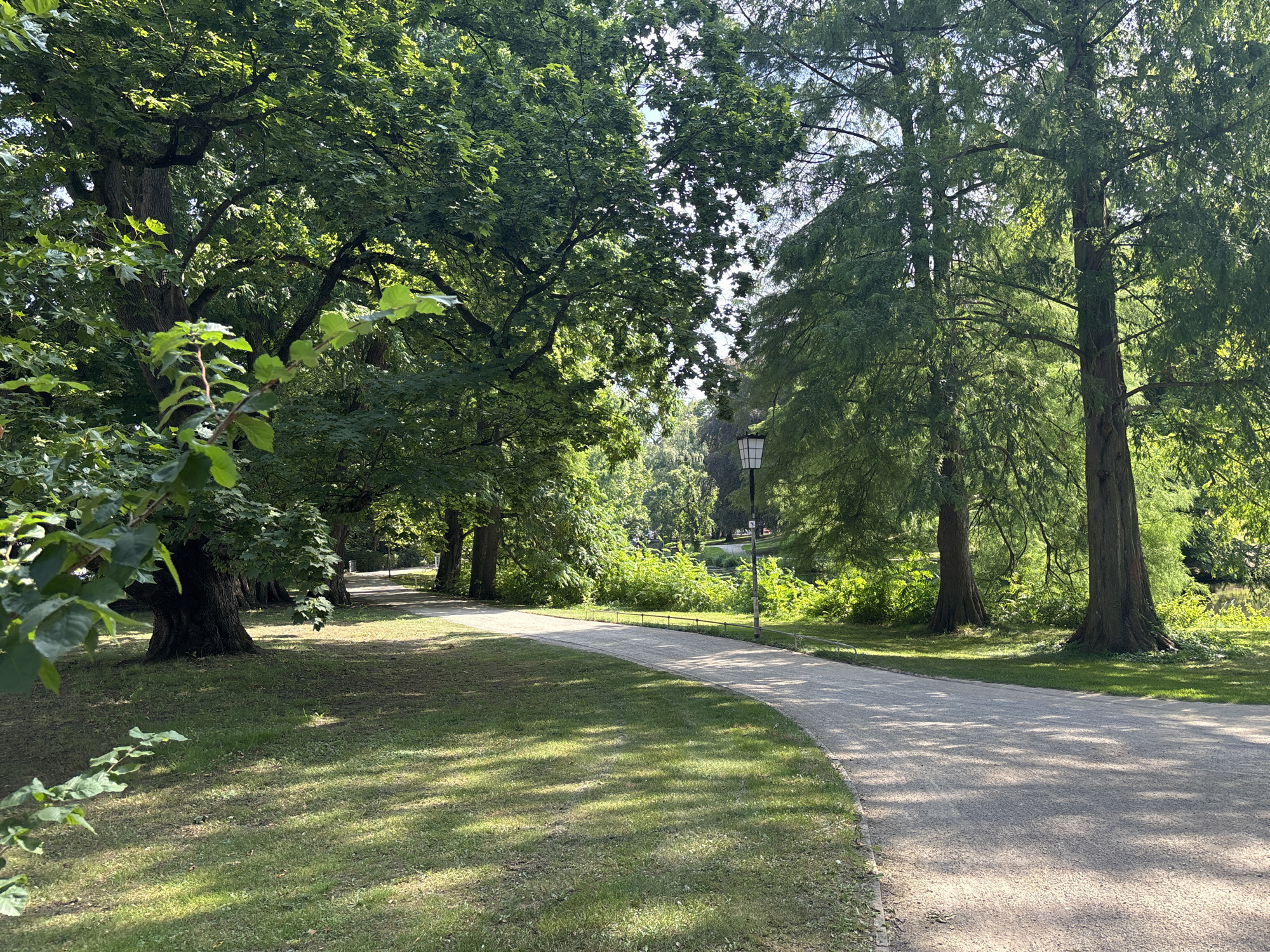 A curved gravel pathway traverses a lush green park, bordered by large trees with dense foliage. The sunlight casts dappled shadows across the grass and the pathway, suggesting a clear, sunny day. On the left side of the pathway, mature trees with dark, textured bark stand tall, their branches reaching outwards, partially obscuring the sky. On the right, a row of tall, slender trees with feathery leaves rise, creating a natural screen. Further in the distance, a park lamp is visible. The overall impression is one of a tranquil, well-maintained public space. This scene is located in the Neustädtischer Friedhof (New Town Cemetery) in Celle, Germany.