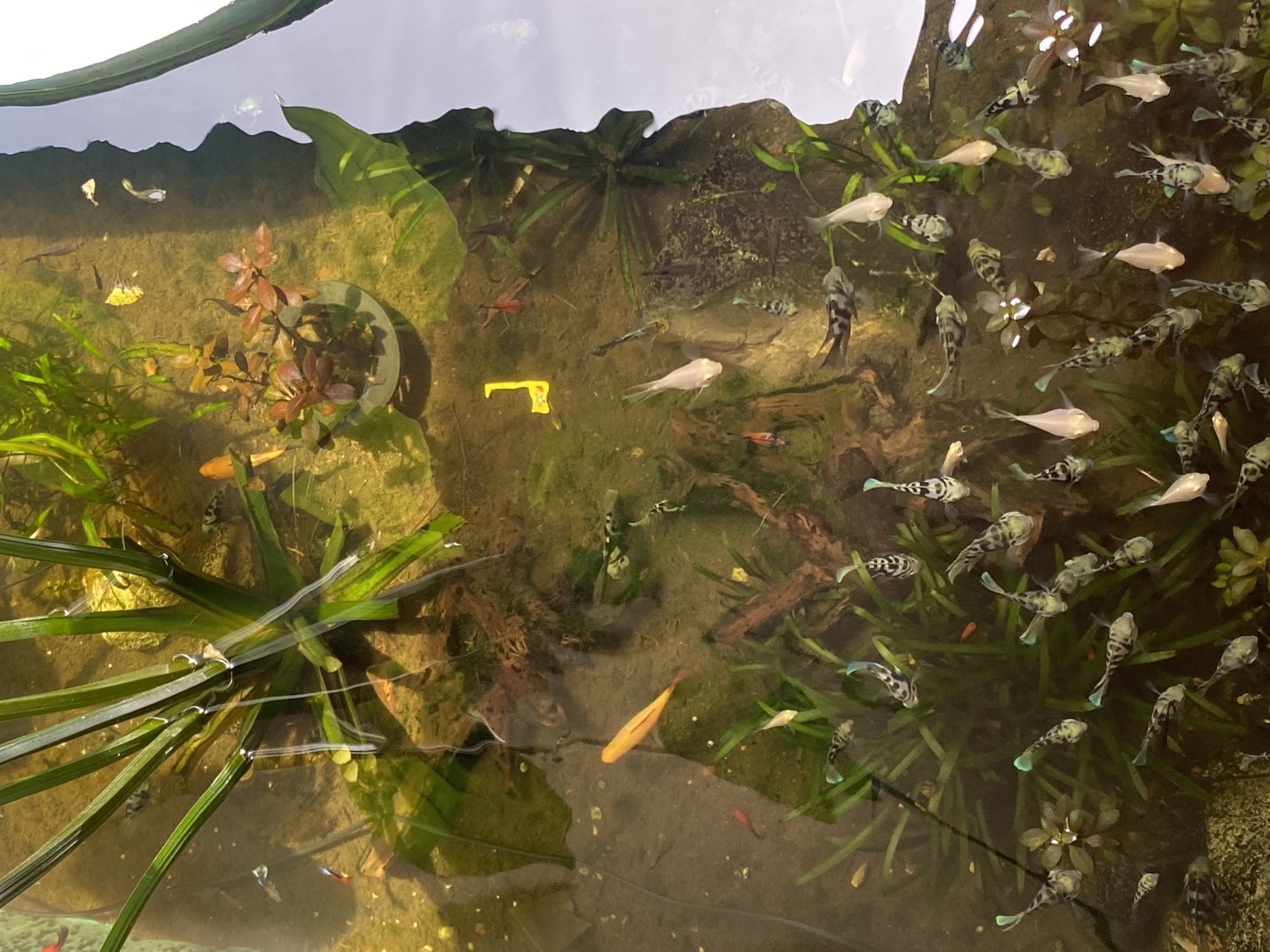 The image shows an overhead view of a natural-looking aquarium or pond populated with numerous small fish and aquatic plants. The water is clear, revealing a substrate of sand and gravel. Various species of fish, including guppies and possibly some platy varieties, are visible, displaying a range of colors and patterns. Some fish are patterned with black and white, while others are solid orange or have iridescent qualities. Aquatic plants, some with broad, green leaves and others with reddish-brown foliage, are scattered throughout the scene, providing habitat and visual interest. The lighting appears to be natural, with sunlight casting dappled reflections on the water's surface. The environment suggests a peaceful, aquatic ecosystem. The scene is not identifiable as being located in Lambaro Kueh, Indonesia.