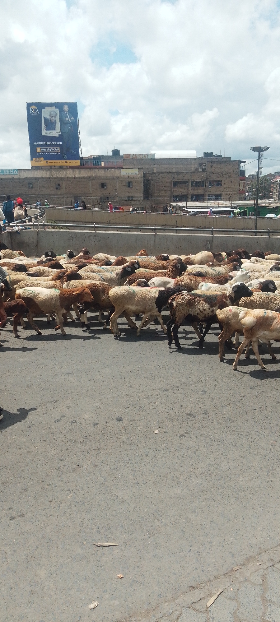 The image depicts a large flock of sheep crossing a street in Nairobi, Kenya. The animals are of varying colors, including white, brown, and black. In the background, buildings and a large billboard featuring advertisements for KCA University are visible. Some people are seen standing on an elevated walkway overlooking the street and the sheep. The foreground is dominated by the gray asphalt of the road.