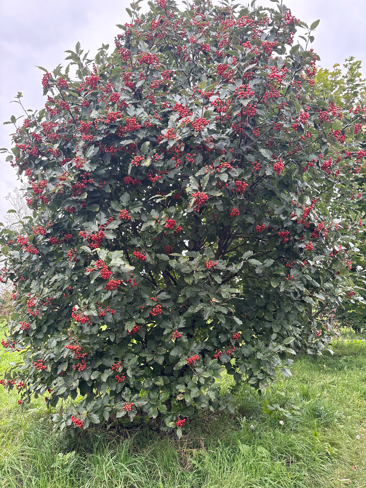 A full shot captures a large tree laden with clusters of bright red berries, set against a cloudy sky. The tree's leaves are a deep green, and its branches spread outward, creating a dense canopy. The tree is situated in a grassy area, with the grass appearing slightly overgrown. In the background, glimpses of other trees and foliage can be seen. The scene appears to be a natural or park-like setting. This image is not identifiable as being located in Saint Petersburg, Russia.