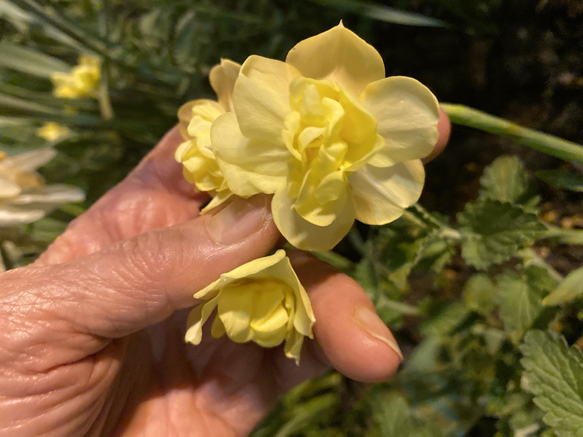 A person is holding three yellow daffodil flowers in their hand. The flowers are the primary focus, with a green and light green foliage background. The person's hand appears aged, with visible wrinkles. The location cannot be identified based on the image alone. Moscow, Russia, is not determinable from the visual information.