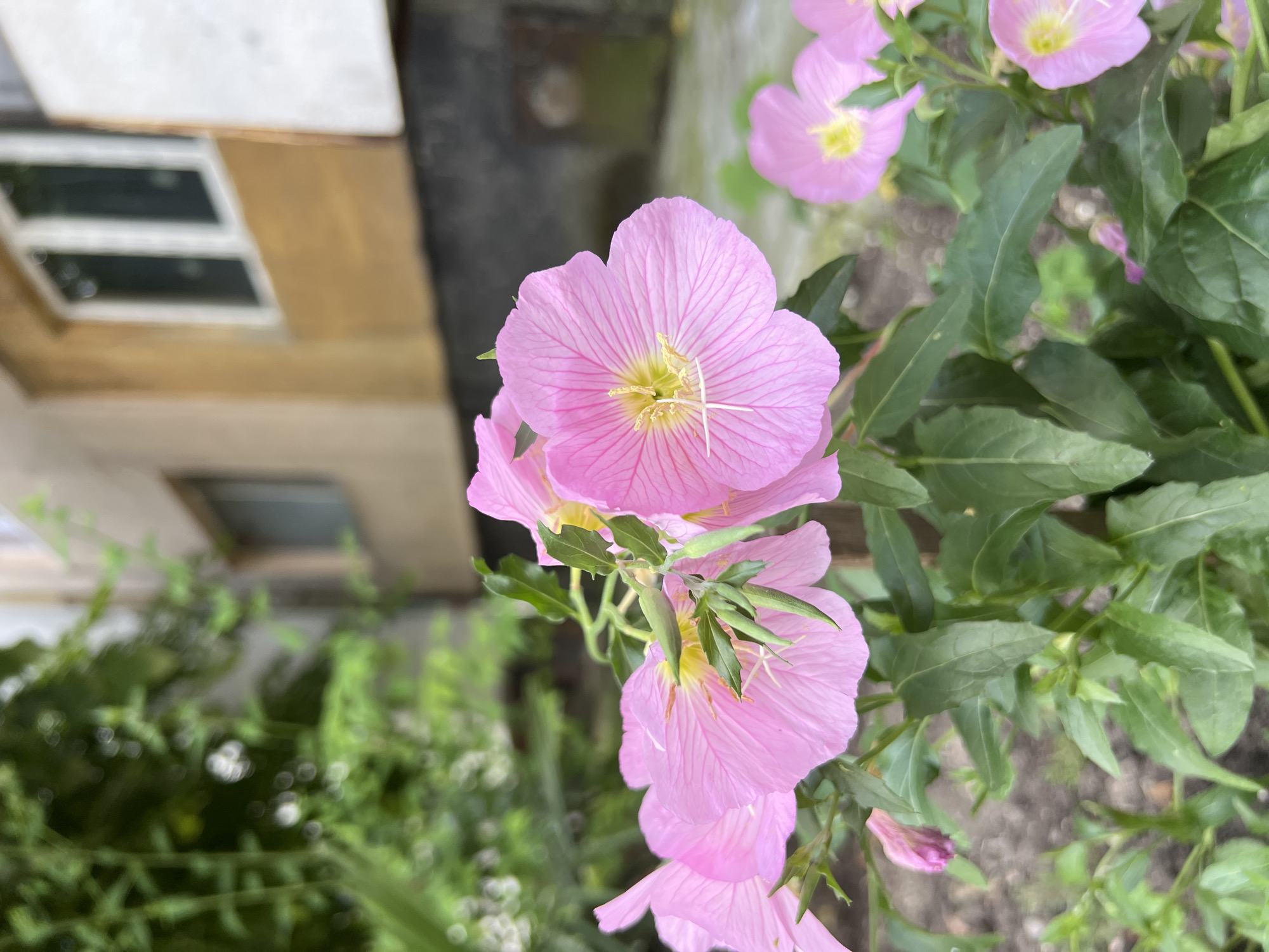 In Burgas, Bulgaria, a cluster of pink flowers with thin, delicate petals and yellow centers bloom in the foreground. The flowers are in focus, showcasing their intricate veining and multiple stamens. Green leaves and unopened buds surround the blossoms. In the background, a building with a pale yellow facade and white-framed windows is visible. The lower part of the building has a dark, textured base. Lush green foliage, out of focus, flanks the left side of the scene, suggesting an outdoor setting possibly in a garden or park area within the city. The lighting suggests it is daytime.