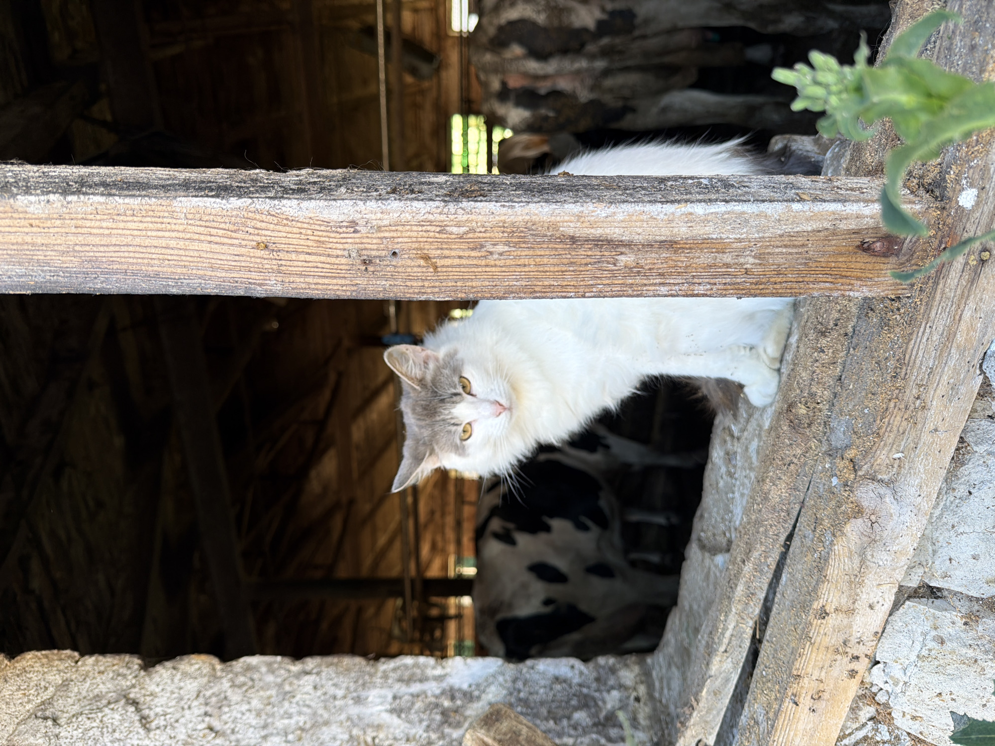 This media file captures a domestic cat with white and grey fur perched on a wooden beam in what appears to be a rustic, possibly dilapidated, structure. The cat's gaze is directed downwards, towards the viewer, with intelligent yellow eyes. Its body is mostly white, with grey markings on its head and ears. The background reveals a darker interior, with hints of rough wooden walls and possibly other animals, suggested by a black and white patterned form partially visible below the cat. The lighting suggests it might be daytime, with natural light filtering into the structure. The overall impression is one of a natural, unposed moment in a rural or somewhat abandoned setting. There is no visible text in the image. The provided location context of Красный Маяк, Russia, suggests a potential geographical setting for this scene.