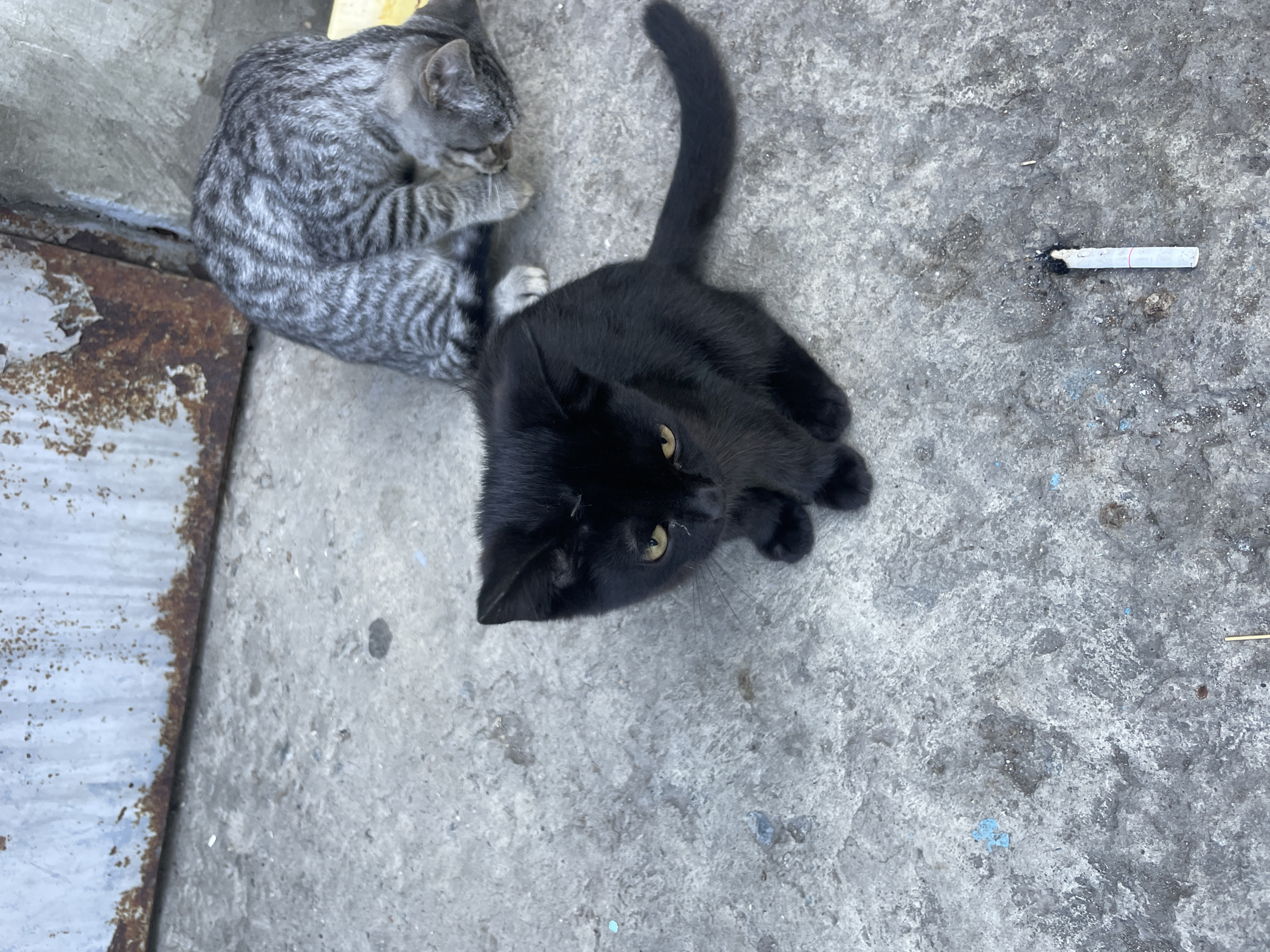 The image depicts two cats on a concrete surface near a rusty metal structure. In the foreground, a black kitten with yellow eyes is sitting and looking towards the camera. Behind it, a grey tabby cat is grooming itself, with its head down. The environment appears to be an outdoor urban setting, possibly an alleyway or a back lot. A discarded cigarette butt is visible on the concrete in the lower right corner of the frame. The background shows a weathered, metallic surface with signs of rust and peeling paint. The overall scene is one of urban decay and the presence of stray animals. There are no people visible in the image. The location is identified as Cherkessk, Russia.