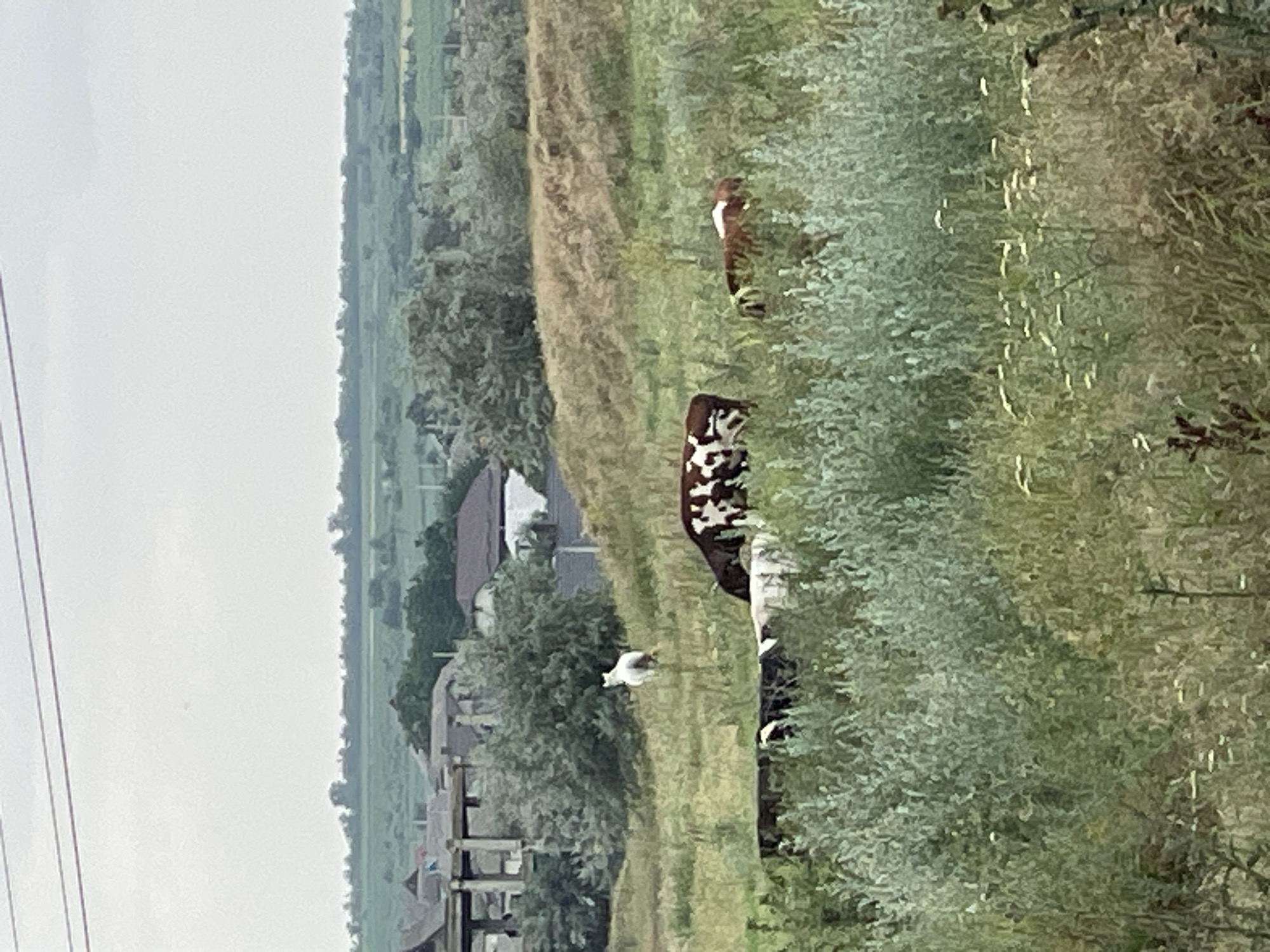 The image depicts a rural landscape with a village in the background, suggesting a location outside a major urban center. The foreground features a grassy field with various types of vegetation, including tall weeds and bushes. Several cows are grazing in the field. One cow, in the middle ground, is predominantly brown with white patches. Another cow, further to the left, is mostly black and white. A third cow, to the right, is brown and white. In the middle ground, a white horse is standing. In the background, there are several houses with tiled roofs, typical of rural architecture. Trees and greenery surround the houses, and a distant horizon shows fields and more trees, suggesting a broad expanse of countryside. The sky is overcast, indicating a cloudy day. The overall impression is one of a tranquil rural setting. There are no discernible landmarks that definitively place this scene within the city of Cahul, Moldova.
