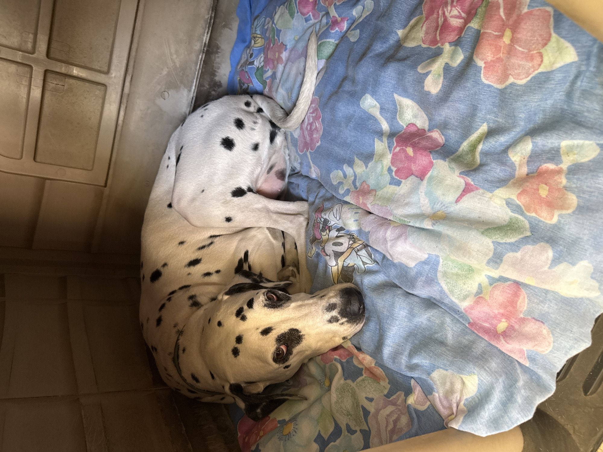 A Dalmatian dog with black spots on white fur is curled up inside a grey plastic container, resting on a floral-patterned blue and pink blanket. The location is Xochitepec, Mexico.