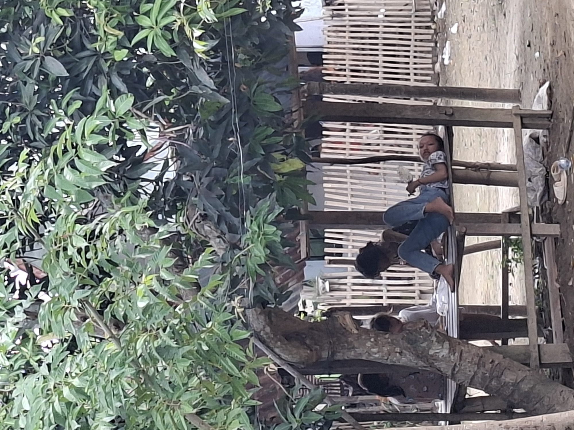 In Kutaglumpang, Indonesia, a scene unfolds beneath the shade of lush green trees. A wooden, open-air structure with a slatted roof provides shelter. Within this structure, three children are visible. On the right, a child lies on their back, propped up by their elbow, looking towards the camera. They are wearing blue pants and a light-colored patterned shirt. To the left of this child, another child is seated and appears to be engaged in an activity on a flat surface, possibly a table or bench. Their body is angled away from the camera. Further to the left, another child is partially visible, facing away from the camera. The ground beneath the structure is dirt and scattered with debris. A light-colored wooden fence with vertical slats forms a backdrop behind the structure.