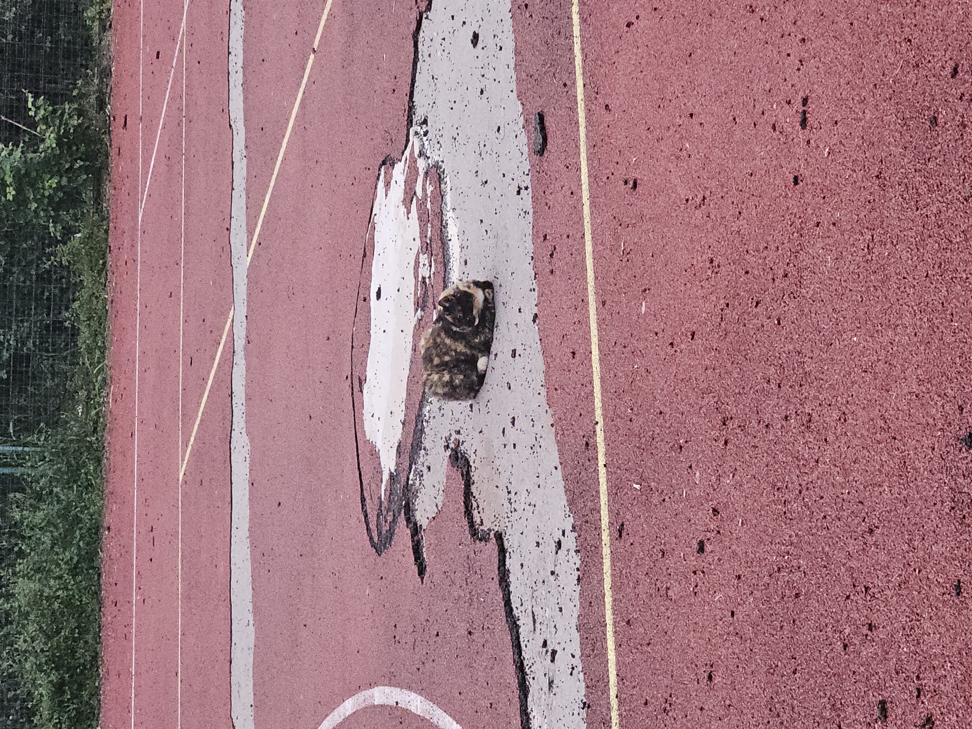 The image shows a section of a running track. The track is primarily red with white and yellow lane markings. A damaged area is visible in the track, with a patch of grey/white material used for repair. A cat is laying in the damaged area. Vegetation is visible on the left edge of the image. The image does not provide information to confirm the location is in Budva, Montenegro.