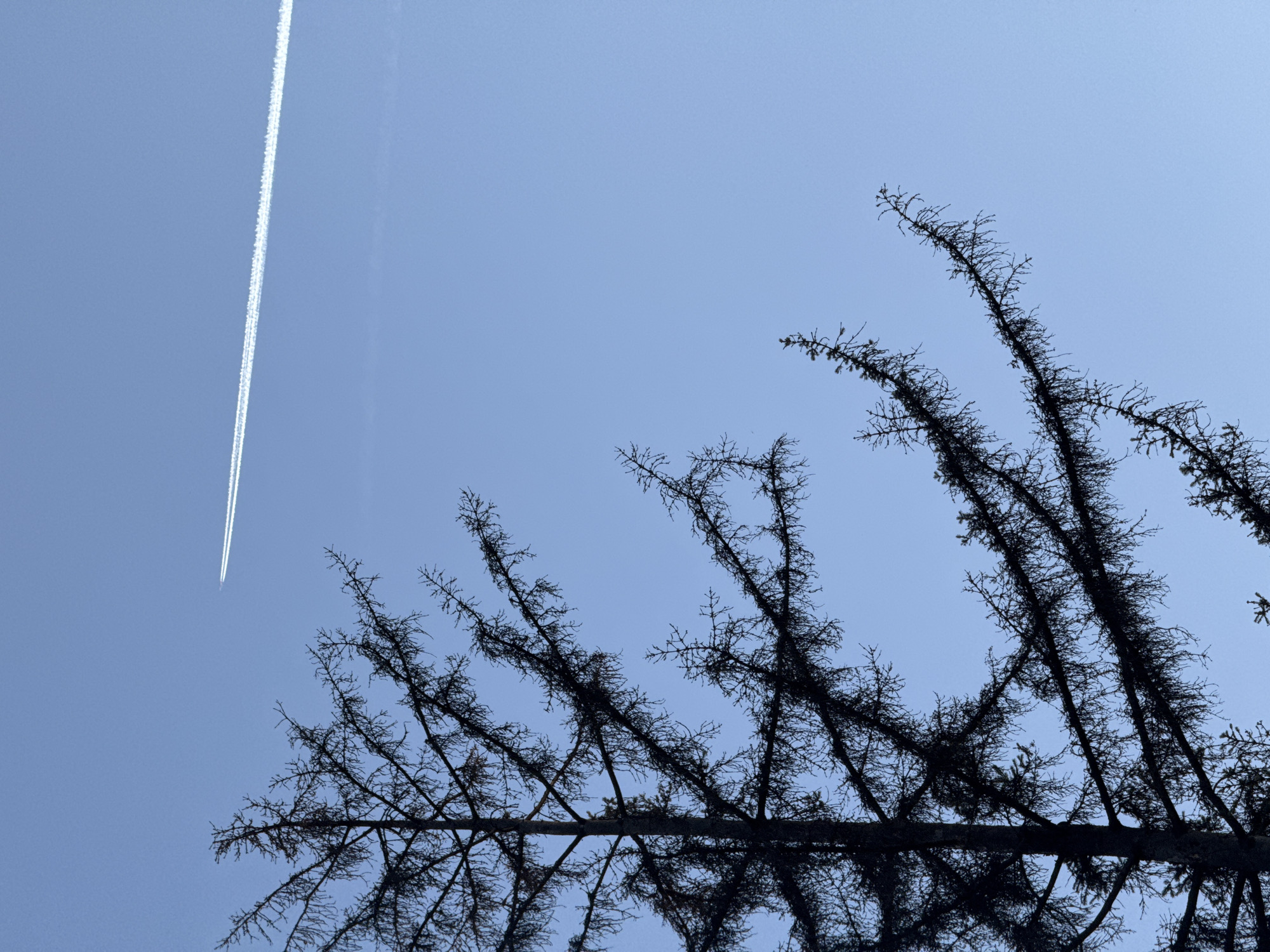 A low-angle shot against a light blue sky features a contrail running vertically in the upper-left quadrant. To the right, the silhouette of a bare tree with numerous thin branches occupies the majority of the frame. There is no evidence to support that the location is in the city of Sofia, Bulgaria.