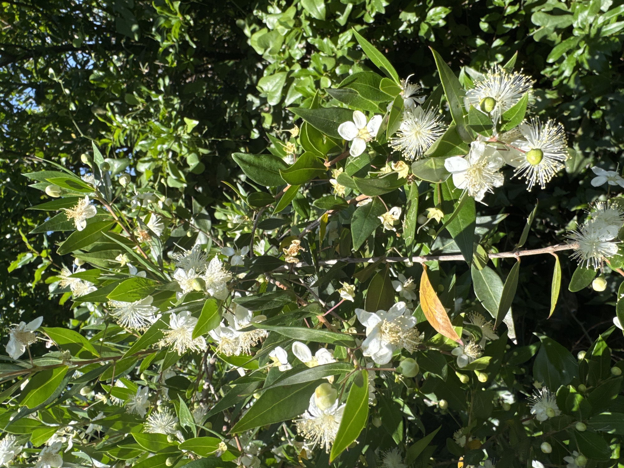 The image depicts a close-up view of a flowering plant, likely a Myrtle (Myrtus communis), with numerous white flowers and green leaves. The flowers are delicate, featuring prominent stamens that give them a fluffy appearance. Some buds are also visible, as well as a single yellowed leaf. The background consists of dense green foliage, suggesting an outdoor environment with sunlight filtering through, creating dappled shadows. The location is identified as the city of Trap, Montenegro. There are no people or animals visible in the image. The scene is static and focuses solely on the plant life.