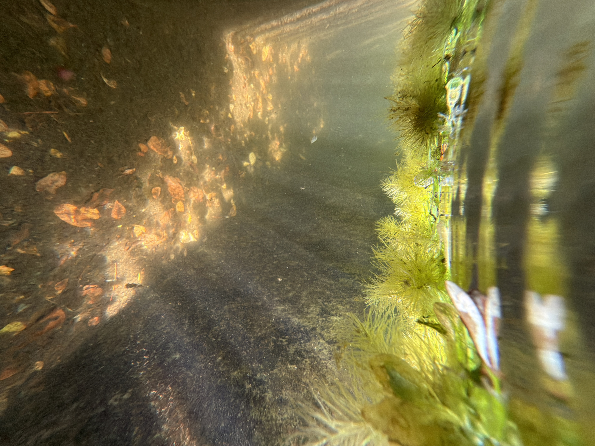 Underwater scene in Thủy Xuân Ward, Vietnam. The environment appears to be a murky body of water. Fallen leaves and sediment cover the bottom. Aquatic plants, likely algae, are present on the right side and along the water's edge. The water is cloudy, with limited visibility. No people are visible. A faint light filters through the water from above. The image is oriented with the water's surface on the right.
