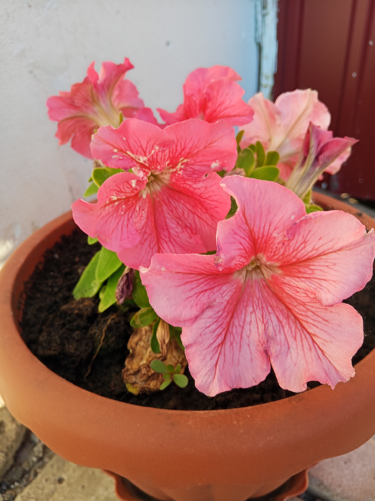 This is a close-up, eye-level shot of a terracotta pot filled with dark soil and several blooming pink petunias. The flowers are the central focus, with their ruffled petals displaying intricate dark pink veining radiating from the center. The background is softly blurred, showing a textured white wall on the left and a dark red, corrugated surface on the right, possibly a door or a fence. The lighting suggests it is daytime, with a slight glare on the pot and flowers. The image appears to be taken outdoors, likely in a residential or garden setting. There are no people or animals visible. The specific location of Panino, Russia, is not evident from the visual information in the image.