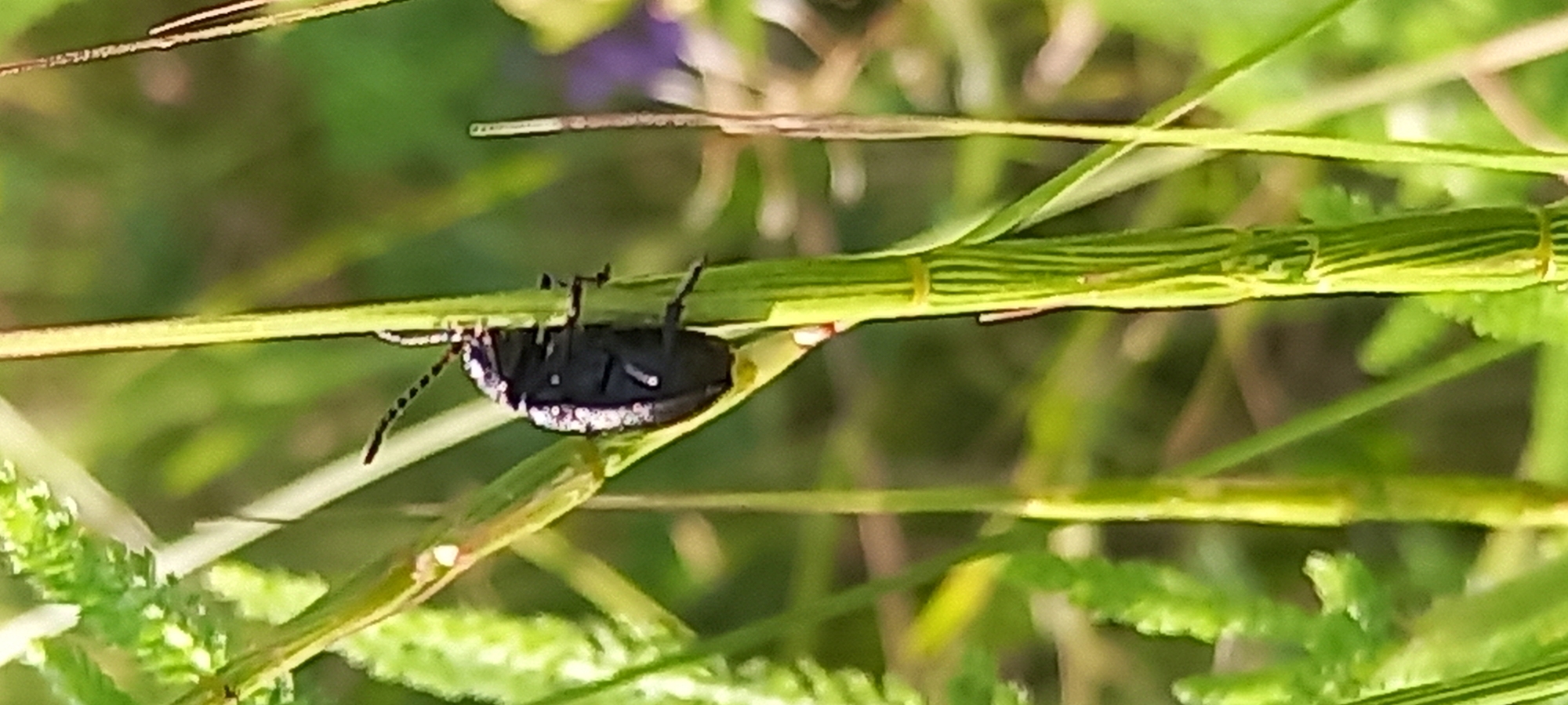 A close-up photograph depicts a black insect clinging to a vertical green plant stem in the city of Unknown, Unknown. The insect, positioned on the right side of the stem, faces left. Its stout, ovate body is predominantly black, with distinct white or light-colored speckling forming bands along the lateral margins of its elytra and anterior body segment. Dark, segmented antennae extend forward from its head. The insect's six dark legs are visible, gripping the plant stem. This stem is bright green, prominently ridged, and shows segmentation, characteristic of a horsetail plant. Additional green foliage, appearing finer and textured, is visible in the midground to the left. The background is softly blurred, displaying varying shades of green with faint hints of purple, indicating a natural, vegetated outdoor environment. The scene is illuminated by natural light, casting subtle highlights on the insect's markings and the plant's texture.