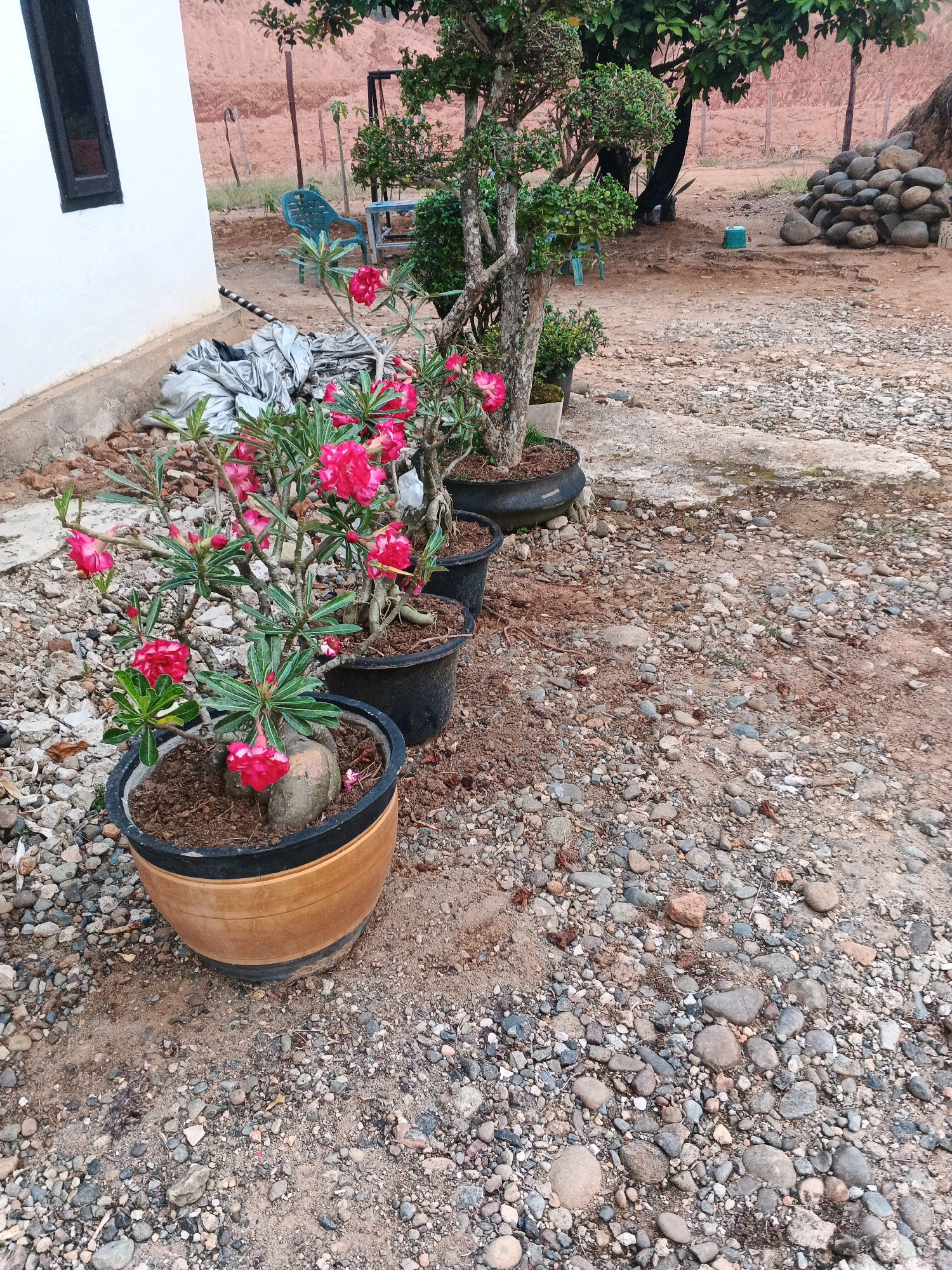 In the city of Brangan Mulya, Indonesia, this image captures an outdoor scene featuring several potted plants, primarily desert roses with vibrant pink flowers, arranged on a gravelly ground surface. The plants are in various black plastic pots and one larger, light brown pot. To the left of the image is a portion of a white building with a dark-framed window. Behind the plants, partially visible, is a blue plastic chair, a small tree, and a pile of rounded stones. The ground is covered in a mix of small stones and dirt, with some scattered debris. The overall impression is of a semi-developed outdoor area, possibly a yard or garden.