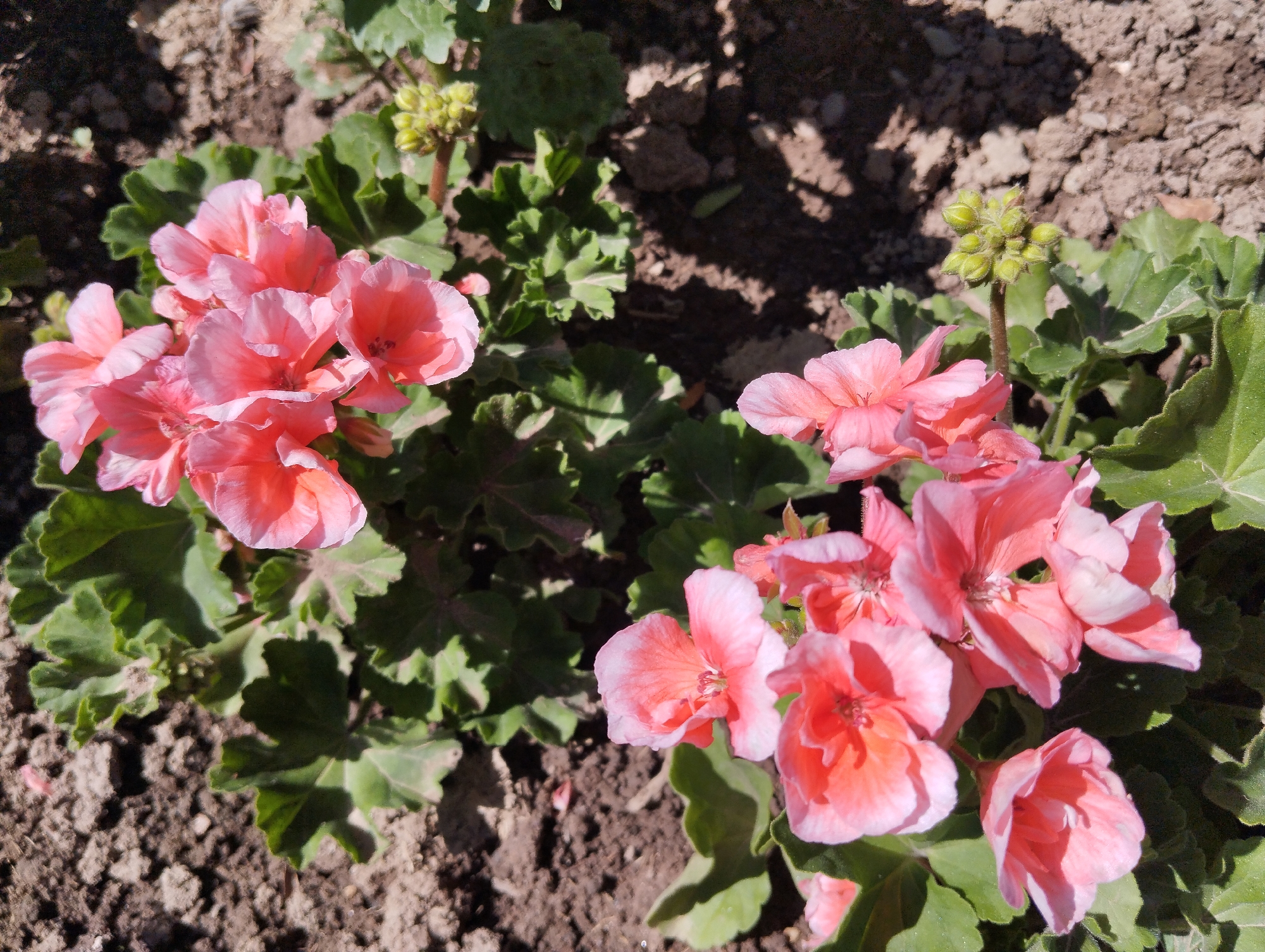 The image shows a close-up view of several pink geranium flowers and their green leaves, set against a background of dark soil. The flowers are in various stages of bloom, with some fully open and others still in bud. The soil appears dry and cracked, with some small pebbles scattered throughout. The scene is illuminated by bright sunlight, casting distinct shadows on the ground. The overall impression is of a garden or natural outdoor setting.