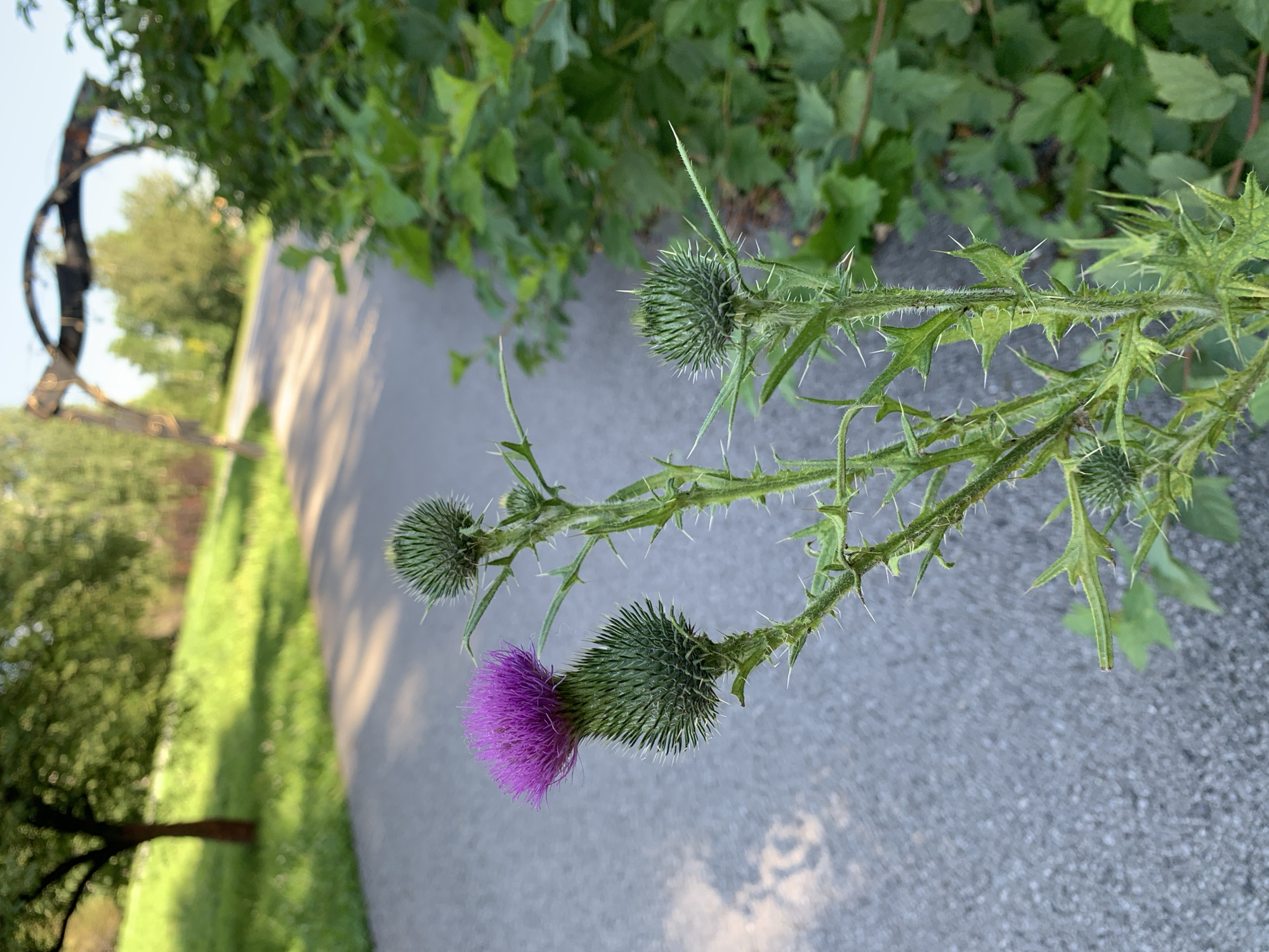 The image shows a close-up of a thistle plant with a vibrant purple flower and several unopened buds. The thistle is spiky and green, growing on a stem with thorns. In the background, a paved path curves through a grassy area with trees. There is also a large, arched metal structure in the distance, possibly part of a park or garden. The lighting suggests it is daytime, possibly late afternoon due to the shadows. The scene appears to be a public outdoor space, likely a park or walkway. There is no indication of the specific location in Prokopyevsk, Russia.