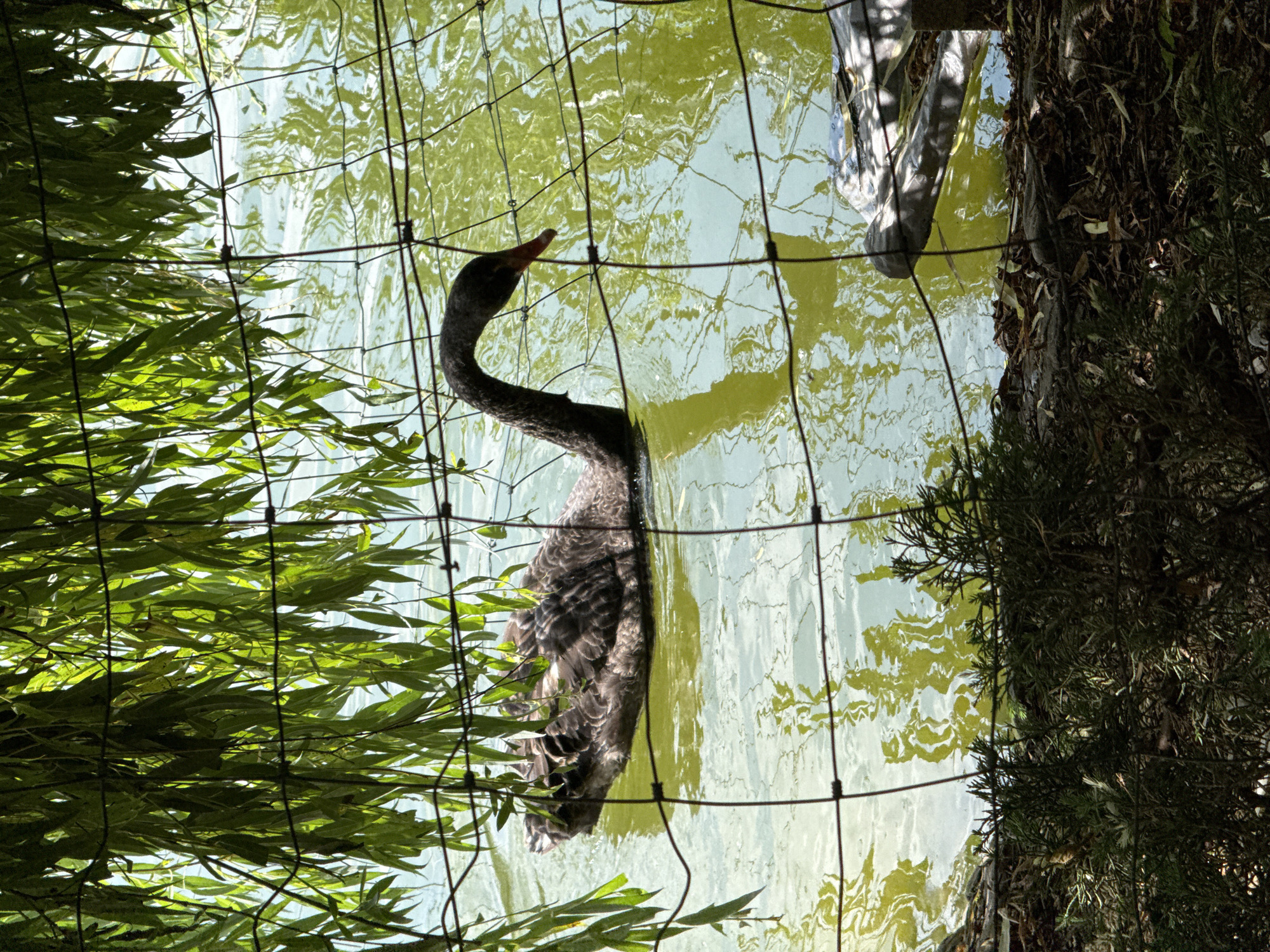 A black swan swims in a pond in Mirikənd, Azerbaijan, partially obscured by a wire fence and willow branches. The swan's body is mostly submerged, with its long, curved neck and head visible above the murky green water. Its dark feathers are ruffled, and its beak is a reddish-orange color. The pond reflects the sunlight and the surrounding foliage, creating a dappled effect on the water's surface. In the foreground, a dense undergrowth of green shrubs and fallen leaves covers the ground.