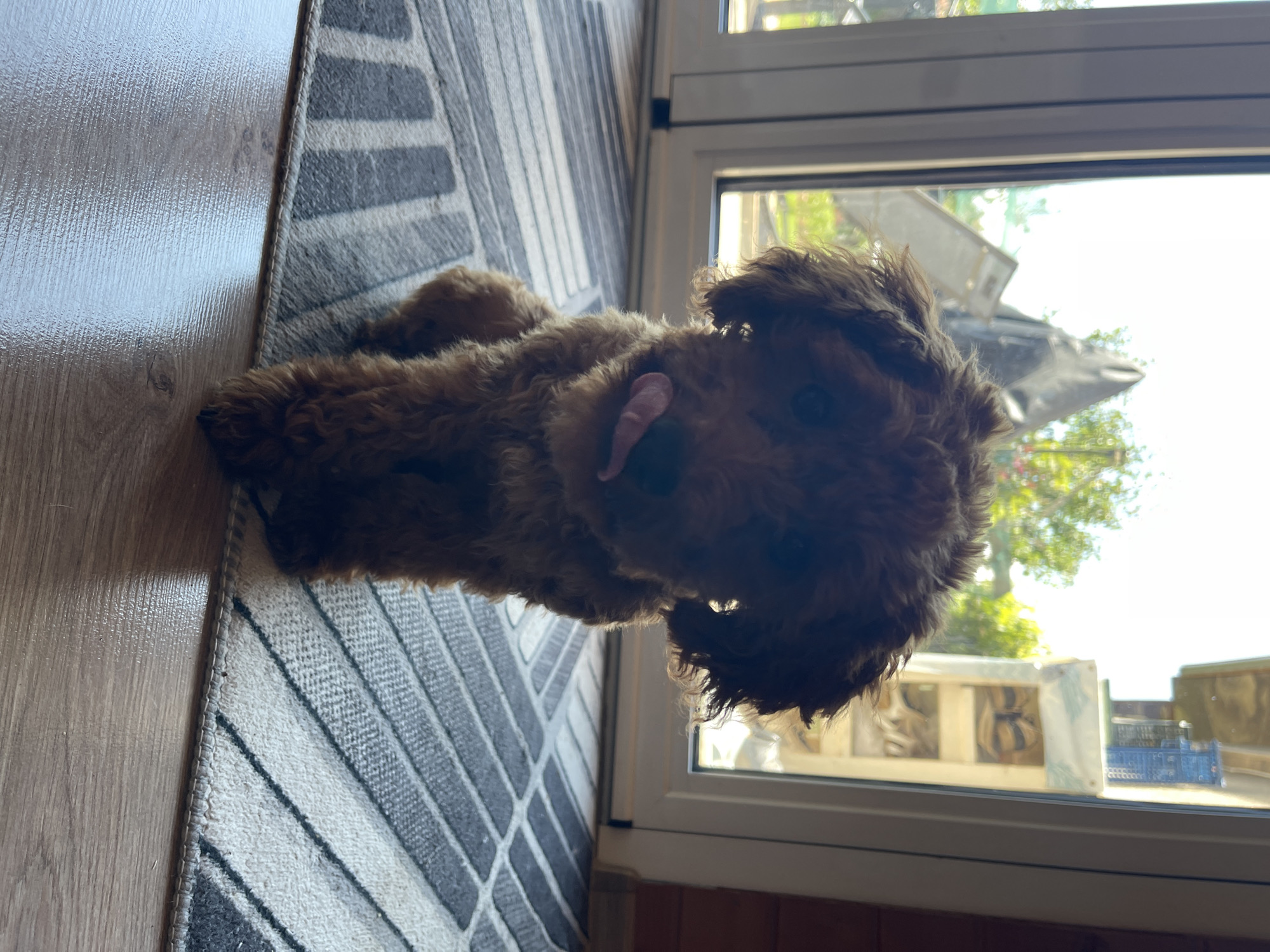 A small, brown poodle puppy is sitting on a rug in front of a large window. The puppy has its tongue sticking out. The rug has a striped pattern in gray and white. The floor is made of wood. Outside the window, there are trees and some structures that are not clearly visible. The image appears to be taken indoors, possibly in a residential setting. There are no people visible in the image. No specific location in Sofia, Bulgaria can be identified from the visual information provided.