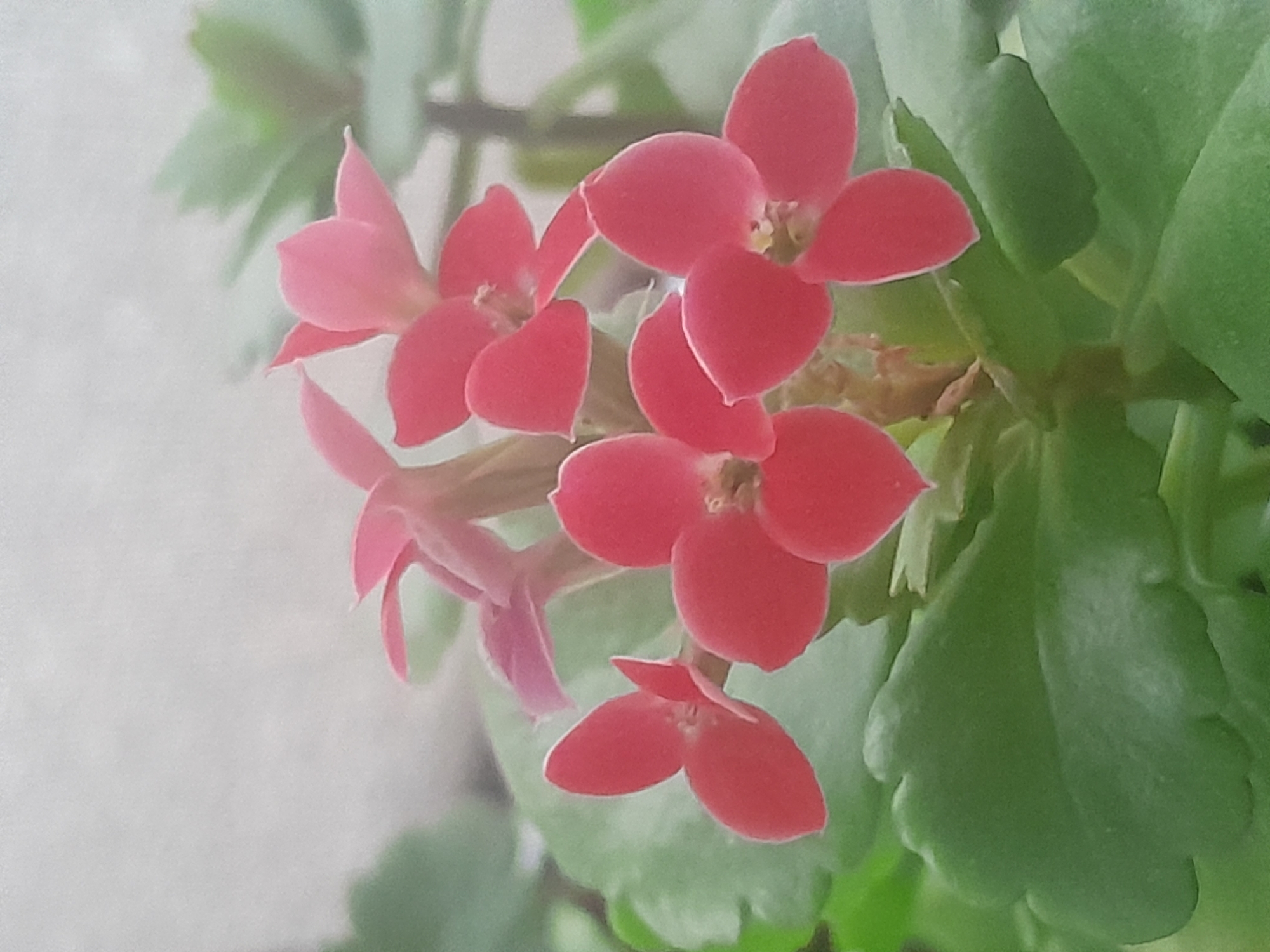 A close-up photograph captures a cluster of small, vibrant reddish-pink flowers, likely belonging to a Kalanchoe plant. The flowers are arranged in several small groups, with each individual bloom featuring four distinct petals and a visible light-colored center, possibly showing the pistil and stamens. Some of the flowers exhibit a slightly paler pink hue, suggesting different stages of bloom.
The lush green leaves of the plant frame the flowers, particularly visible in the upper and lower right sections of the image. These leaves appear thick and fleshy, characteristic of succulents. The background is softly blurred into a light, neutral tone, possibly an indoor wall or a plain surface, which helps to keep the focus on the colorful blooms.
The lighting is soft and even, highlighting the details and colors of the flowers without harsh shadows. There is no activity or event taking place other than the natural state of the plant in bloom. No specific location cues for Aygavan, Armenia, are visible within the image itself, nor is any text present. The overall impression is one of natural beauty and delicate detail.