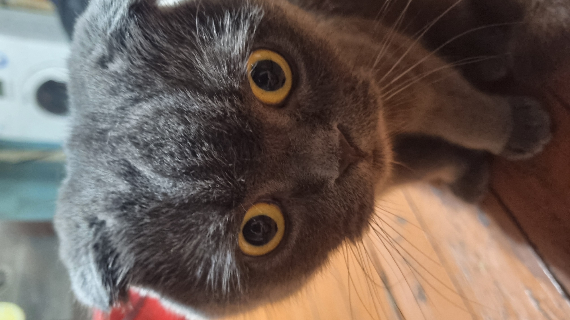 A close-up shot captures the face of a gray Scottish Fold cat, its large, round yellow eyes staring directly at the camera. The cat's ears are folded down, a characteristic of the breed. Its fur appears soft and fluffy. The background is out of focus, showing a blurred interior with what might be household appliances. The cat is positioned on a wooden surface. The image does not contain any information that would allow for its location to be identified as Vysokoe, Russia.