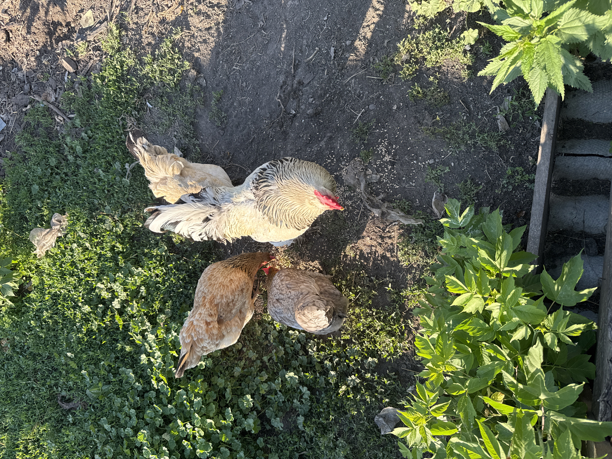 In an outdoor setting that appears to be a backyard or rural area in Soloneshnoye, Russia, three chickens are observed. A large rooster, predominantly white with black and tan markings on its neck and tail, stands in the center, pecking at the ground. To its left, a light brown hen is also foraging. A third chicken, a darker gray-brown hen, is positioned in front of the light brown hen. The ground is a mixture of soil and sparse green vegetation, with some scattered seeds or feed. In the foreground, lush green plants with broad leaves are visible, and in the background, more grass and dirt are present, suggesting an uncultivated or semi-cultivated area. The lighting indicates it is daytime, with sunlight casting shadows.