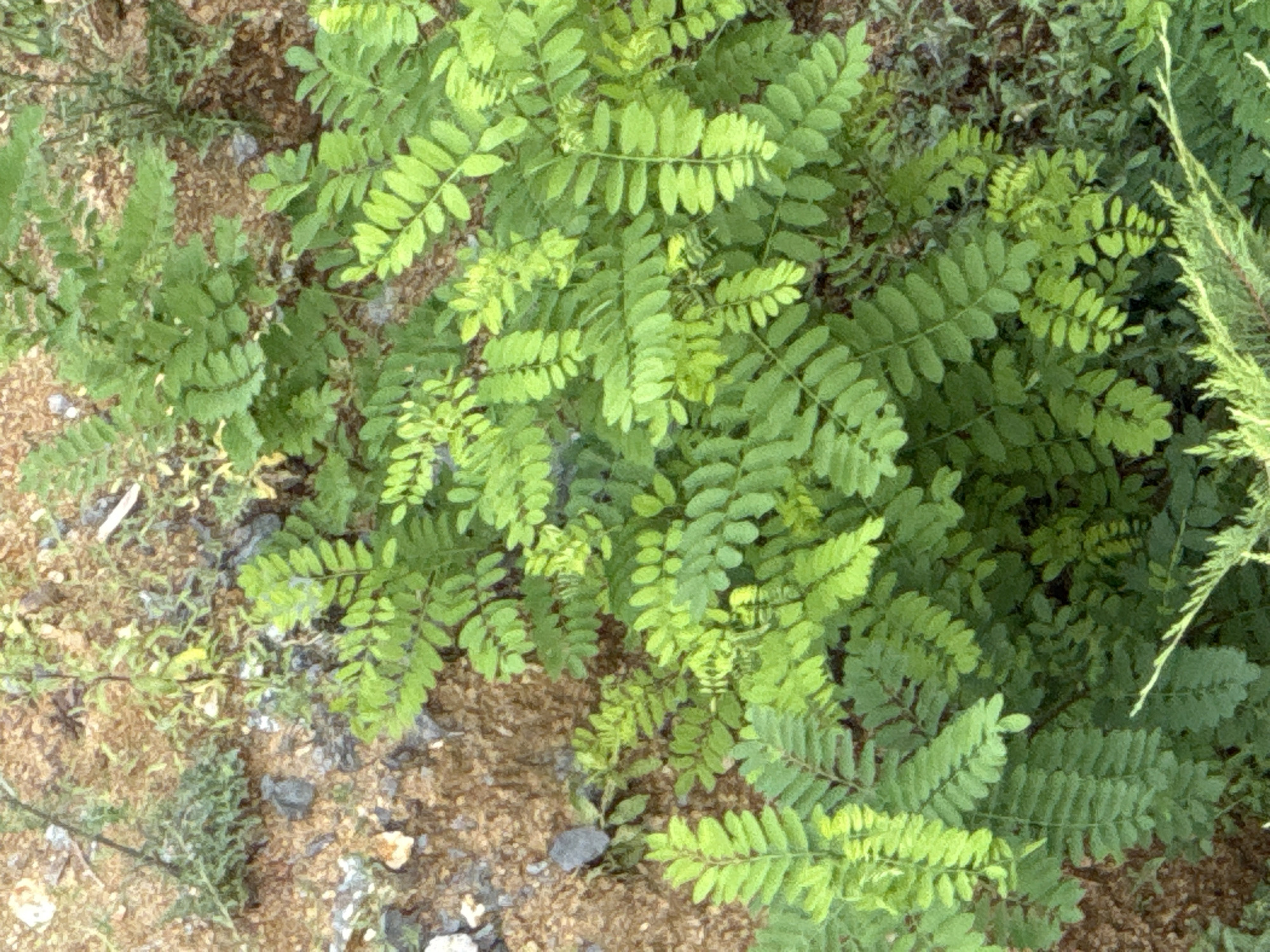 A high-angle, full shot displays a patch of vibrant green foliage growing in a patch of dirt, with some small grey rocks scattered around the edges. The plants have compound leaves, with many small oval-shaped leaflets arranged along a central stem. The leaves are a bright, healthy green, with some lighter green accents due to the play of light and shadow. The ground is a mix of brown soil and small pebbles. The scene is devoid of any human presence or activity. The image does not contain enough information to determine the location within the city of Boreti, Montenegro.