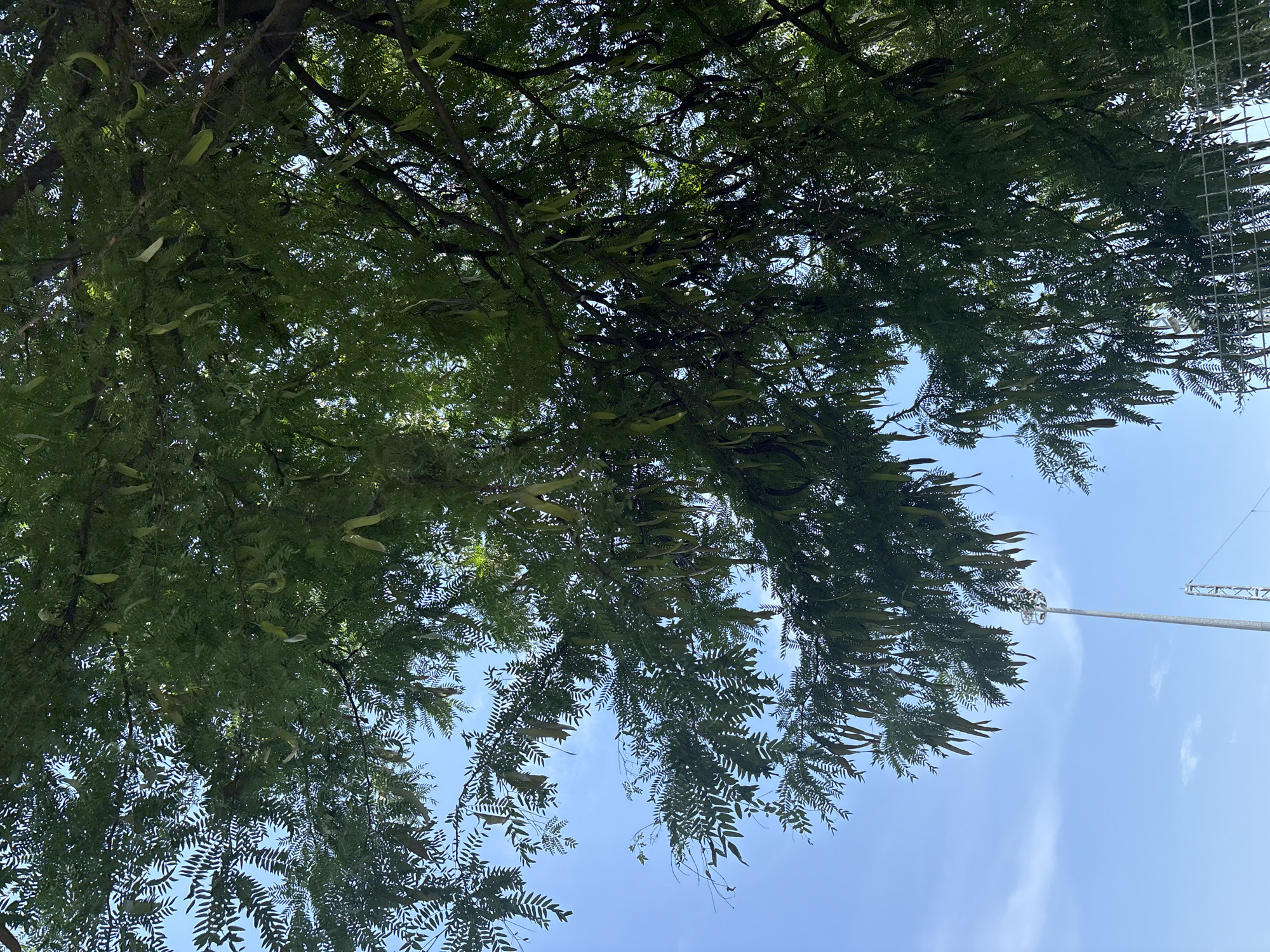 The image is an upward-facing shot of a tree with dark green, feathery leaves and long, pale green seed pods. The tree's branches and foliage dominate the left and upper portions of the frame, with the sky visible through the gaps. The sky is a clear, bright blue with a few wispy white clouds.
In the background, on the right side of the image, a tall, slender pole extends upwards, topped with what appears to be lighting equipment, suggesting an outdoor sports field or stadium. A metal fence is also visible along the top right edge of the frame. The lighting suggests it is daytime, likely a sunny day, given the brightness of the sky.
The perspective is from below, looking up into the tree canopy and towards the sky. The overall scene evokes a peaceful, natural setting, possibly a park or a recreational area, with the man-made structures of the lighting and fence providing context for the location. No people are visible in the image. There is no visible text.