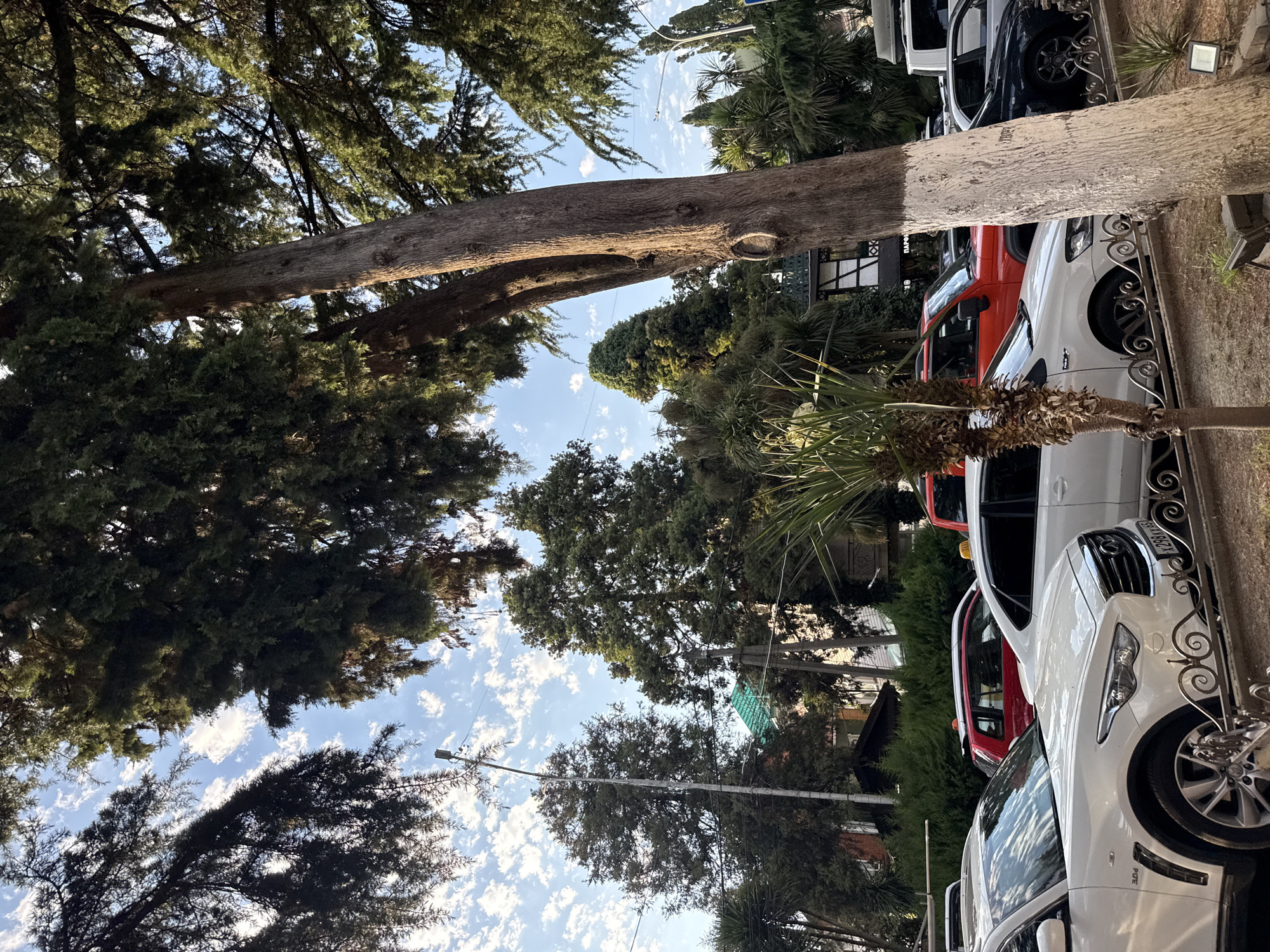 The image depicts a street scene in Sochi, Russia, on a sunny day with scattered clouds. The foreground is dominated by the trunk of a large tree, its bark partially painted white. Behind the tree, a line of parked cars is visible, including a white Infiniti SUV, a white sedan, a red compact SUV, and a dark sedan. A light-colored van is also present further down the street. Various types of trees and lush green foliage line the street, creating a park-like atmosphere. In the background, some buildings can be seen, including one with a dark, pitched roof and another with white and dark timber framing. Utility poles and wires are also visible. The overall impression is one of a well-maintained urban environment with ample greenery.