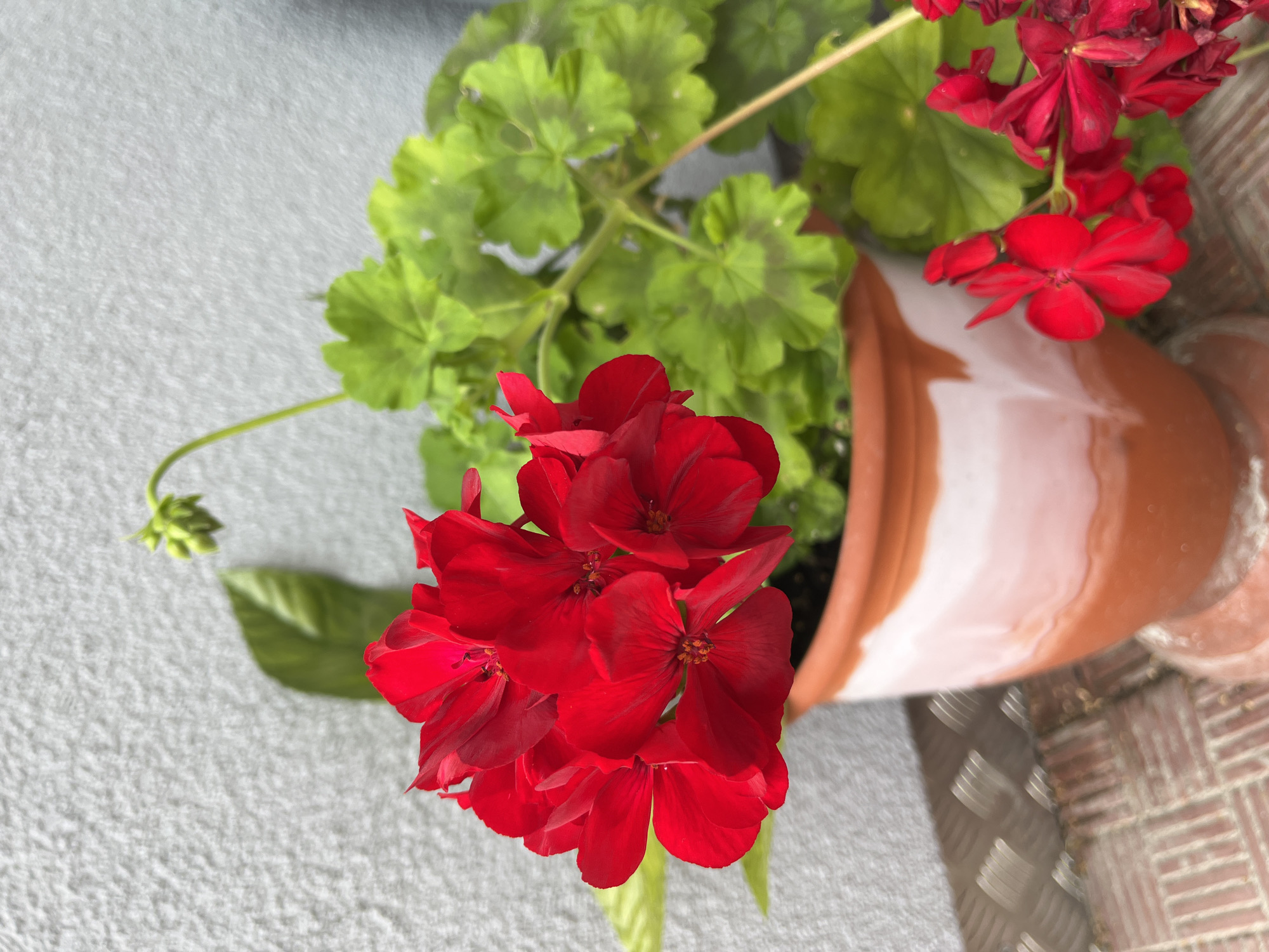 A close-up, eye-level shot captures a potted plant with vibrant red geraniums and lush green leaves. The plant is situated in a terracotta and white pot, which rests on a patterned surface. Behind the plant, a textured, light-colored wall serves as the backdrop. The scene appears to be an outdoor setting, possibly a balcony or patio. No people are visible in the image. The image does not provide any information about the specific location in the city of Hrodna, Belarus.