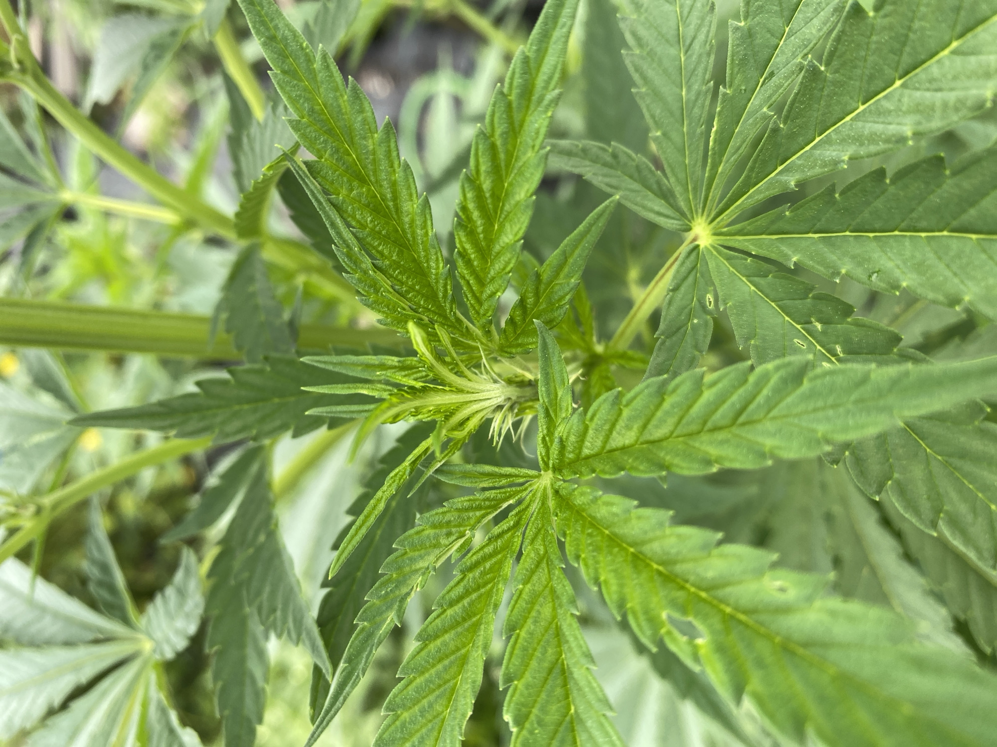A close-up, eye-level shot captures the top of a cannabis plant in Pattersonville, United States. The focus is on the bright green, serrated leaves, with a cluster of tiny white hairs at the central bud. The background is blurred, revealing more foliage and the general outdoor environment. No people or specific actions are visible.