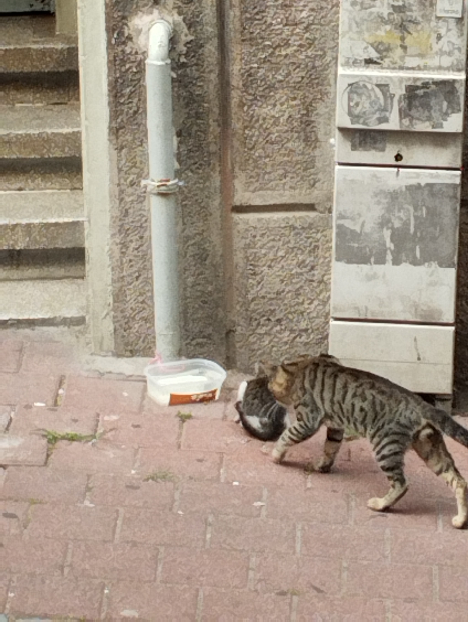 A tabby cat with black stripes walks across a red brick sidewalk in Istanbul, Turkey. It is heading towards another cat, which is partially obscured by the tabby cat, and appears to be a black and white cat sitting down. In the background, there is a gray pipe running vertically down a textured stone wall. To the right of the pipe is a tall, weathered, gray metal cabinet with several faded stickers and markings. In front of the cabinet and to the left of the cats is a clear plastic container with white liquid, possibly milk, suggesting an act of feeding. Stairs are visible to the left of the pipe.