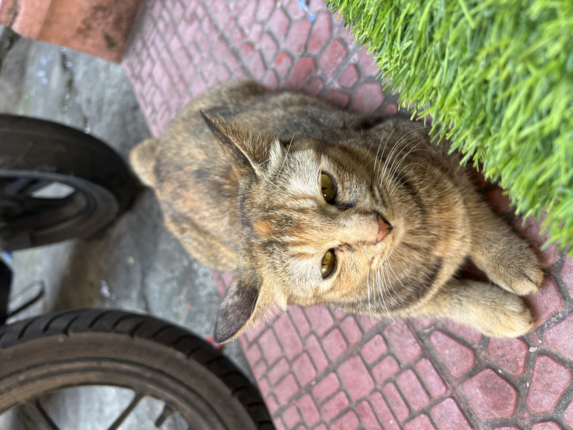 A brindle-colored cat with yellow eyes is lying down on a red brick walkway. The cat is positioned in the center of the frame, with its head facing forward and its paws tucked underneath its body. To the left of the cat, a portion of a motorcycle wheel is visible. To the right, a patch of artificial green grass is present. The walkway appears to be in an outdoor setting, possibly a street or courtyard in Denpasar, Indonesia, given the style of the walkway and the presence of a motorcycle. The lighting suggests it is daytime.