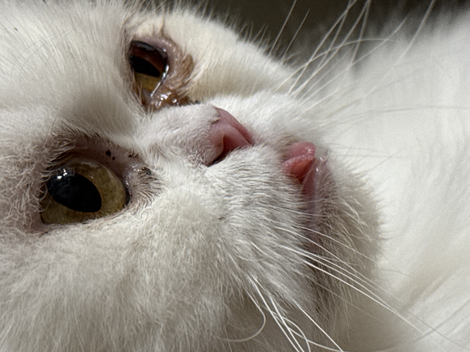 The image is a close-up, eye-level, full-body shot of a white Persian cat with its mouth slightly open, revealing its tongue. The cat's eyes are a golden-brown color, and it has visible tear stains under its eyes. Its fur is long and white, with some darker specks visible on its face, particularly around its eyes and nose. The background is blurred and dark, suggesting it is not the primary focus. There is no indication of the cat's location in Burgas, Bulgaria, or any other specific environmental details.