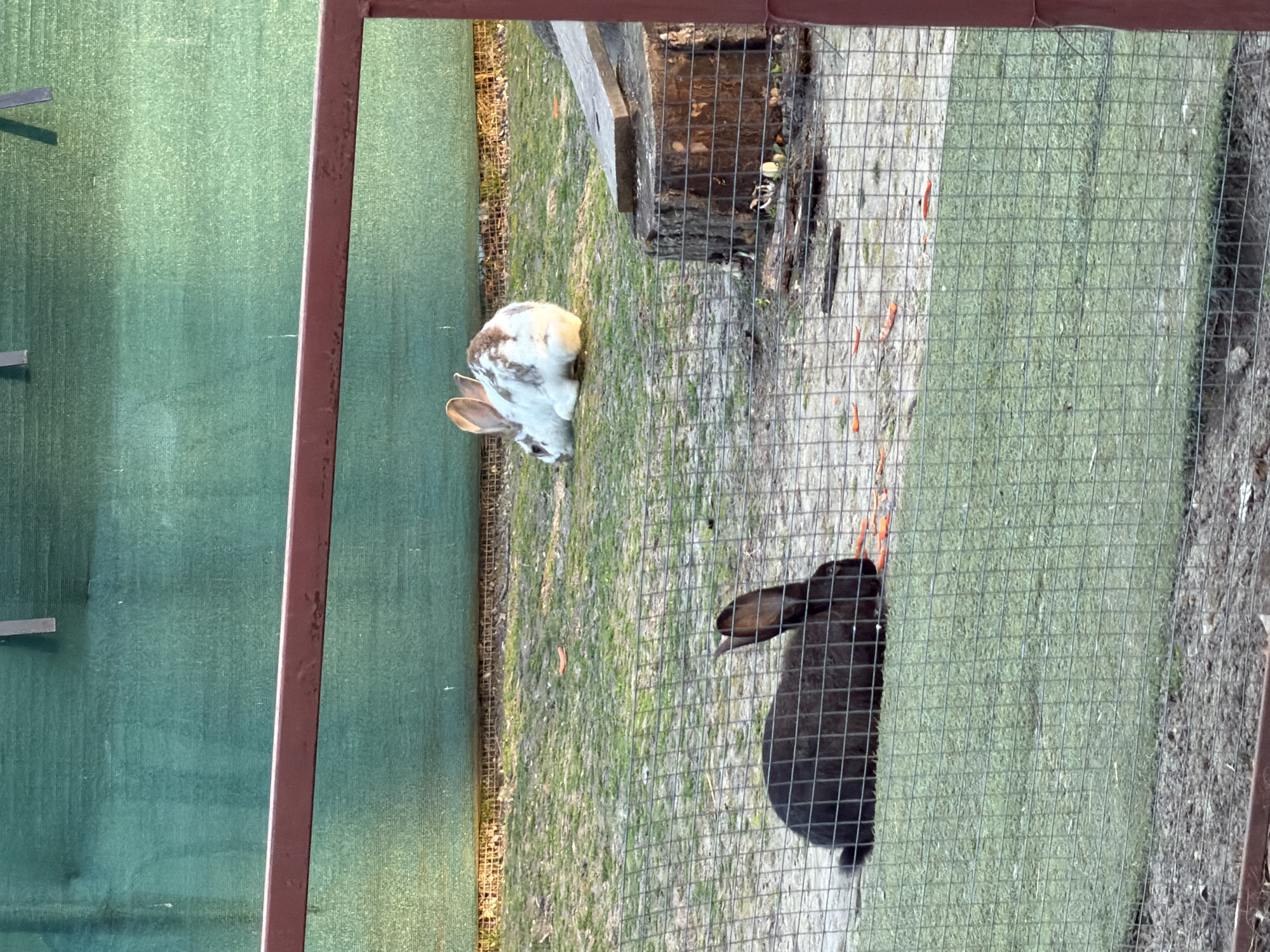 The image shows two rabbits in an enclosure, likely at the Varna Zoo in Varna, Bulgaria. One rabbit is white with brown spots, and the other is black. The enclosure is made of wire mesh and has a green backdrop. The rabbits are on a patch of grass and dirt. Some carrot slices are scattered on the ground. A wooden structure is also visible within the enclosure.