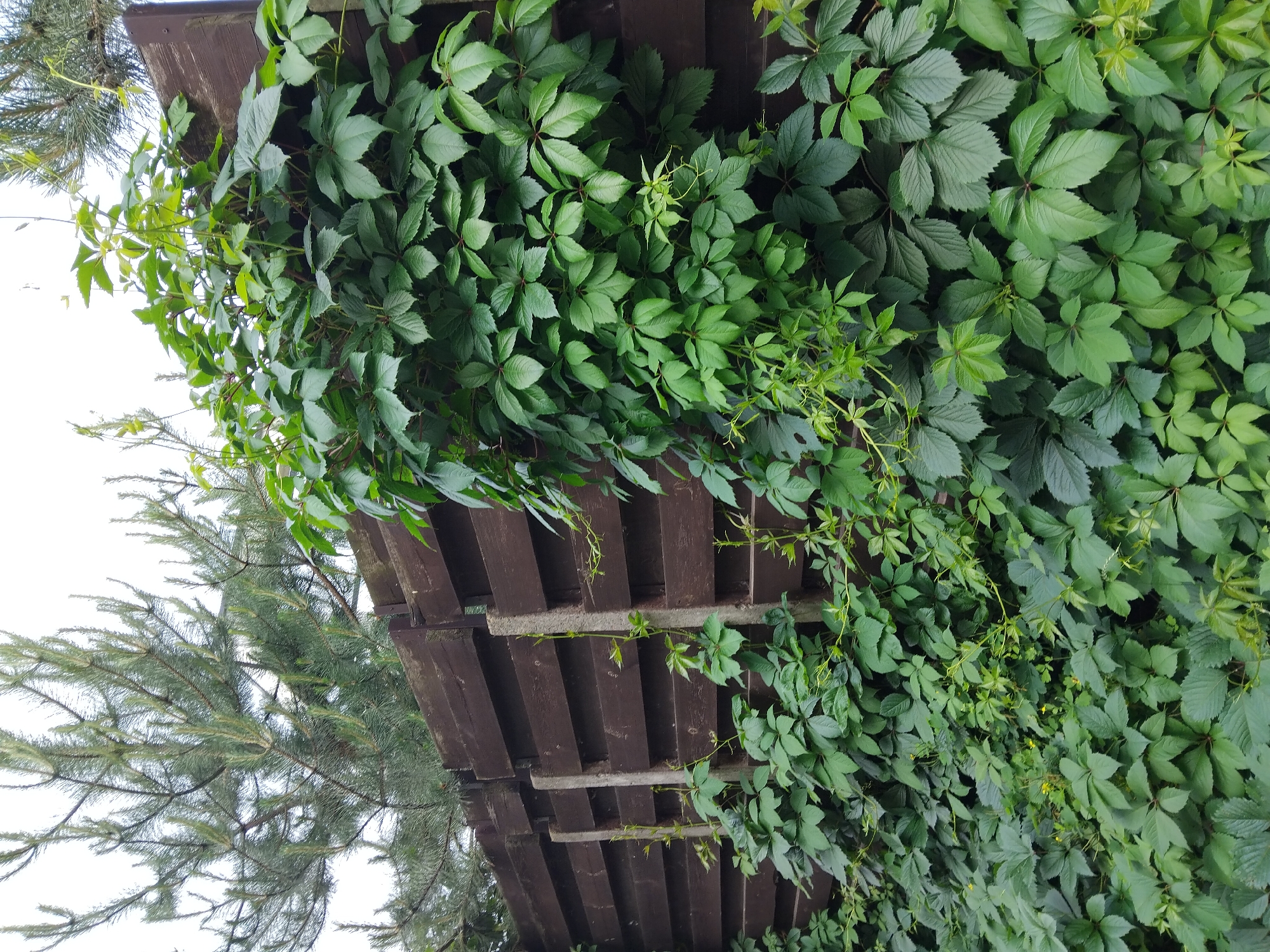 The image depicts a wooden fence in Kyiv, Ukraine, overgrown with lush green vines. The fence is constructed from horizontal dark brown wooden planks supported by lighter gray concrete posts. The vines, likely Virginia creeper, are densely covering a significant portion of the fence, with some tendrils reaching upwards and outwards. The leaves of the vines are palmate, with multiple pointed leaflets. In the background, a pine tree with green needles is visible against a pale sky. The scene appears to be an outdoor setting, possibly a garden or a backyard, characterized by natural vegetation and a man-made structure. There are no people or animals present in the image, and no specific actions or interactions are depicted. The overall impression is one of nature reclaiming man-made elements.