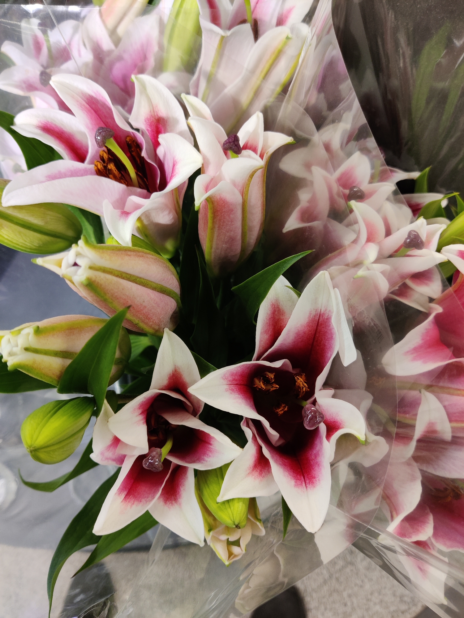 A close-up, top-down view captures a bouquet of Stargazer lilies, their white petals edged with vibrant pink and deep maroon centers. The lilies are wrapped in clear plastic, and several buds, still green, are interspersed with the open blooms. The bouquet is arranged in a dense cluster, with flowers overlapping each other. The background is a soft gray, suggesting an indoor setting. There are no people or specific landmarks visible in the image. The image appears to be taken in Mechanicsburg, United States of America.