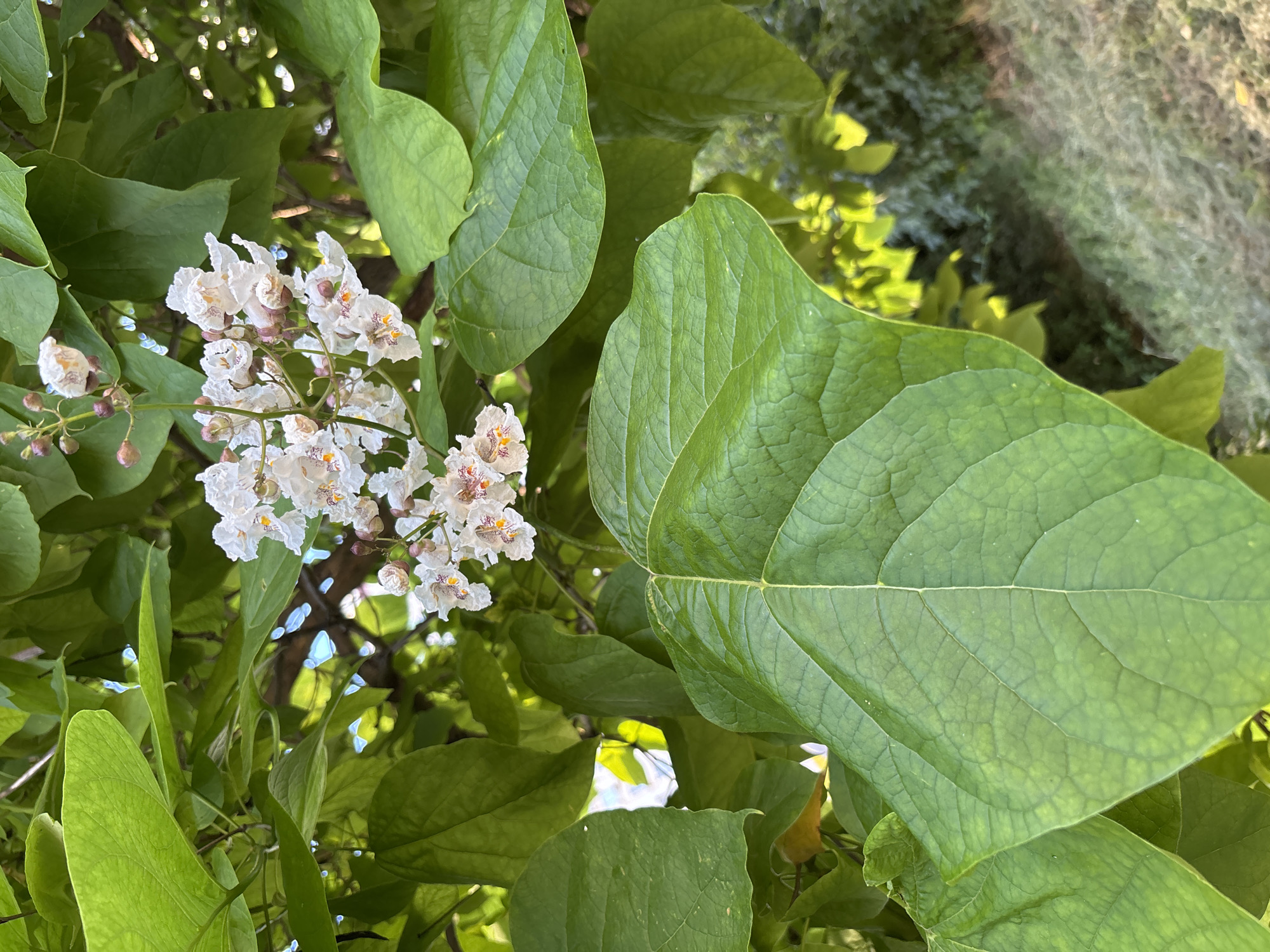 This media file is a close-up, rotating shot of a flowering tree with large green leaves. The leaves are broad and have a textured, veined surface. The flowers are small, white with yellow and purple markings, and grow in clusters. The overall scene is one of lush greenery, suggesting a temperate climate. The time of day appears to be daytime, with bright natural light filtering through the leaves. There are no people or specific objects visible, focusing solely on the natural elements of the tree. The setting is likely outdoors, possibly a park or garden. No text is visible in the image. The rotating camera angle provides a dynamic view of the plant's structure and foliage.