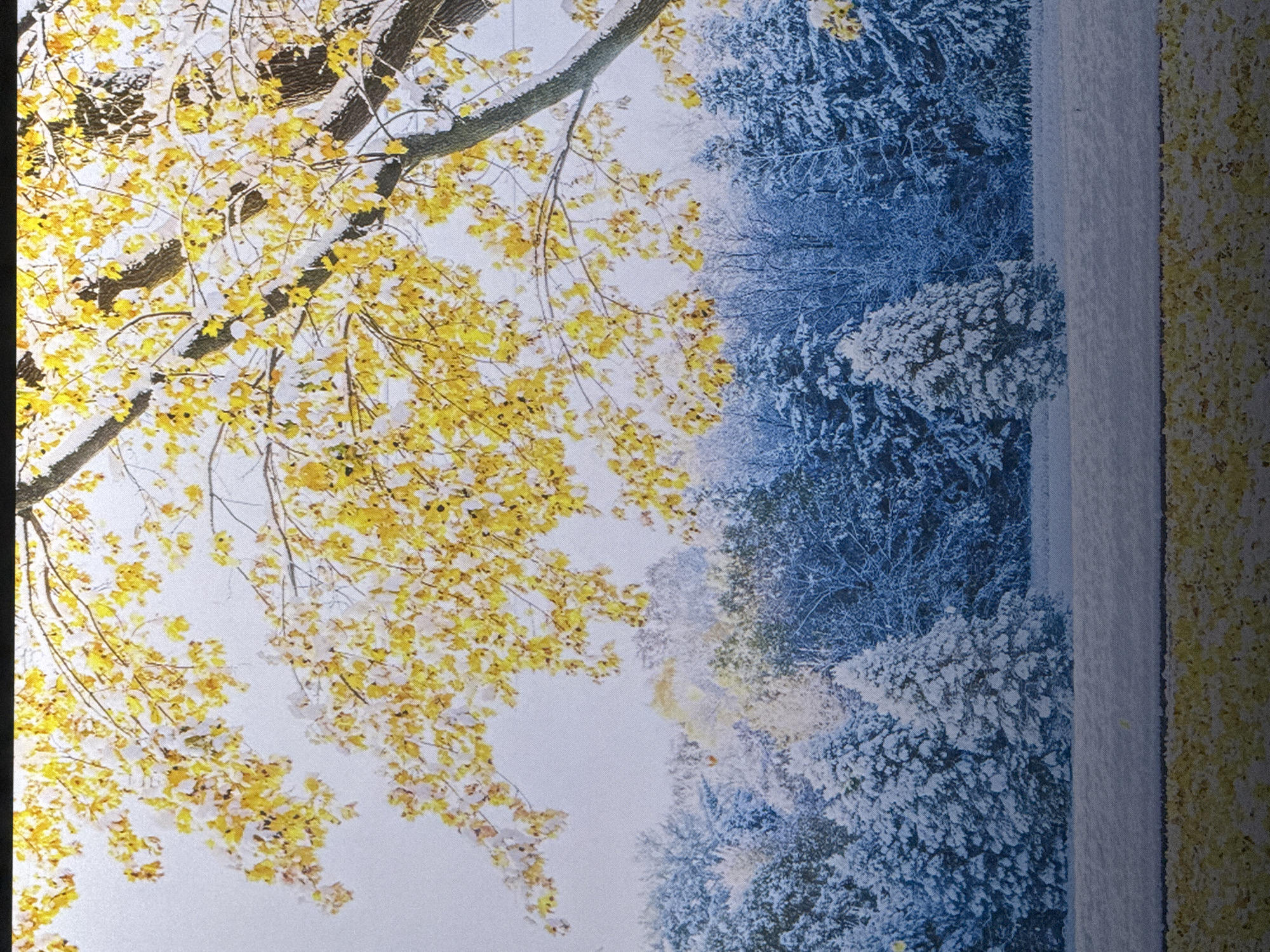 The image depicts a landscape with trees, snow, and yellow leaves. The foreground shows a textured surface with scattered yellow foliage, suggesting fallen leaves. Behind this, a layer of snow covers the ground. In the middle ground, a dense forest is visible, with trees heavily laden with snow, creating a predominantly blue and white color palette. Conifer trees, distinguished by their pointed tops and snow-covered branches, are interspersed with deciduous trees. The upper portion of the image features the branches of a large tree with vibrant yellow leaves, partially dusted with snow. The background is a pale, overcast sky. There are no people or animals present in the scene, nor are there any visible man-made structures or clear indications of a specific urban location. The scene is a natural environment experiencing a transition between autumn and winter.