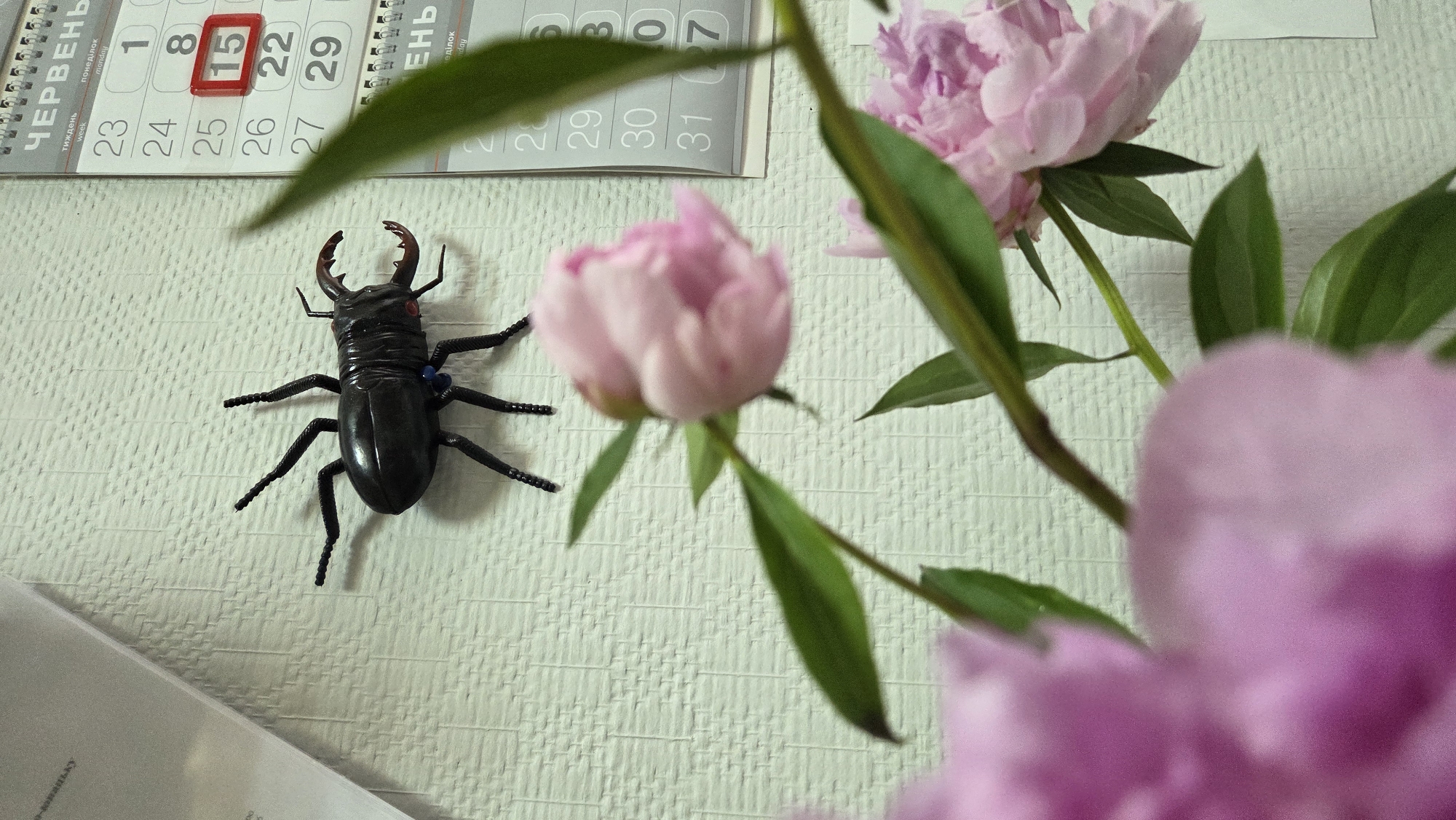 A black plastic stag beetle toy is affixed to a textured, off-white wall. To the right of the beetle, a portion of a calendar is visible, showing days and dates in a grid format. The calendar displays text in Cyrillic and Latin alphabets, with the month of June (ЧЕРВЕНЬ) indicated. Specific dates visible include the 15th, which is highlighted in red. In the foreground, out of focus, are pink peonies and green leaves, suggesting a floral arrangement. The context of Pivdenne, Ukraine, is not visually evident from the provided image itself but is given as external information.