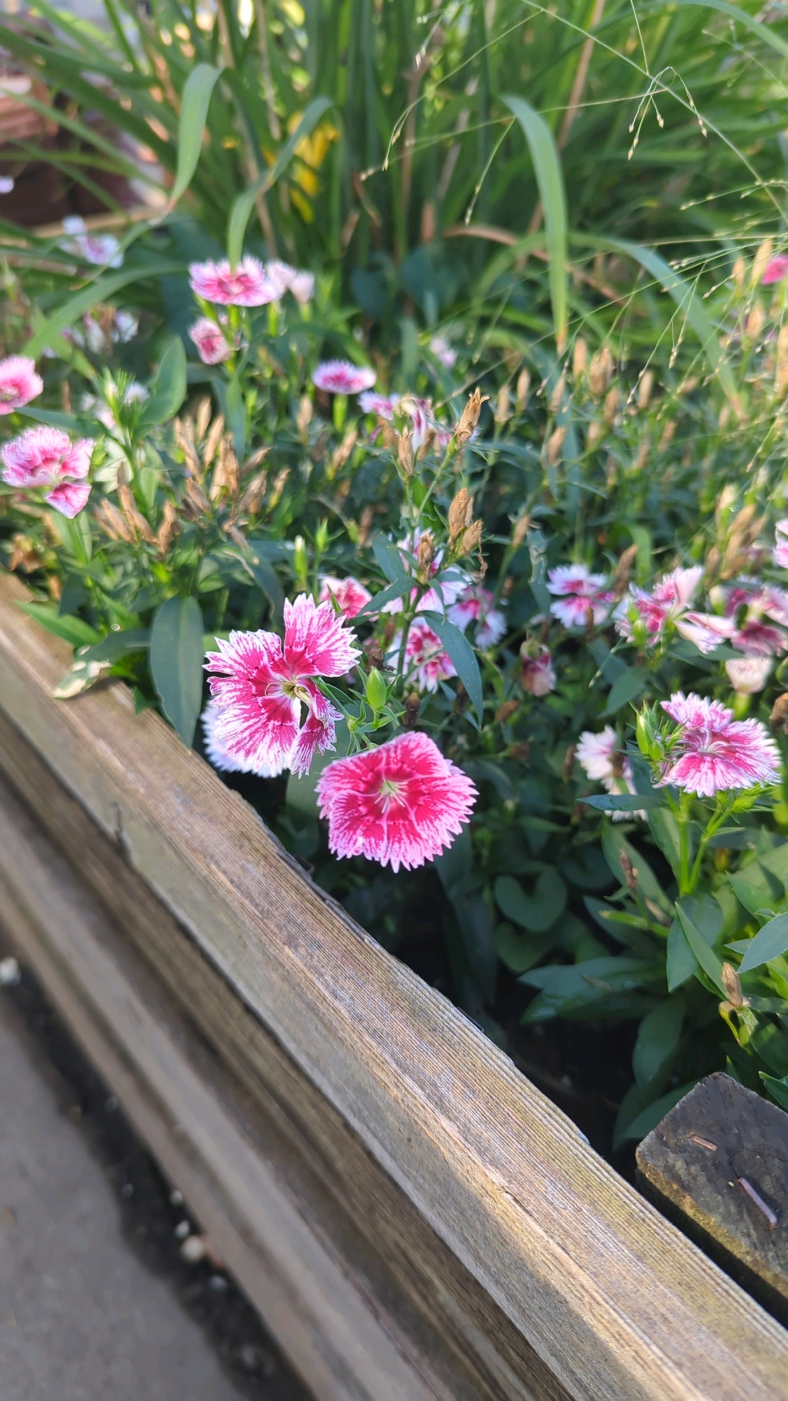 The image depicts a close-up of pink and white dianthus flowers in a wooden planter. The flowers are detailed with serrated petals and a vibrant pink center. Behind the flowers, there is lush green foliage and grass. The planter itself is made of weathered wood, showing texture and grain. The scene appears to be an outdoor setting, possibly a garden or balcony in Montreal, Canada. The lighting suggests it is either early morning or late afternoon. No people or animals are visible in the frame.