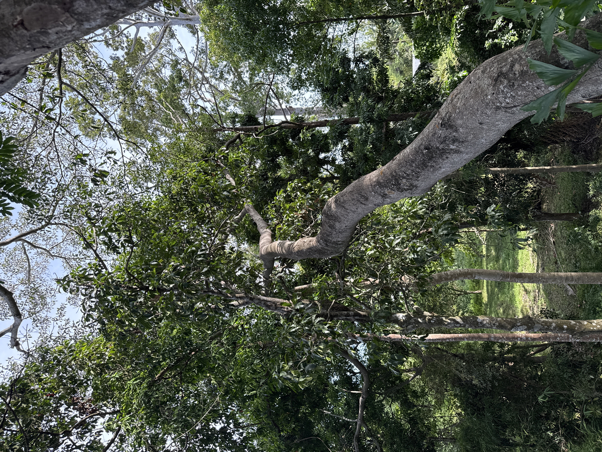 The image depicts a low-angle view of trees in Thong Sala, Thailand. A large, light gray tree branch dominates the right side of the frame, angling downwards and slightly to the left. Various trees with green foliage fill the center. Some of these trees are thin and straight. Further back, there is a glimpse of grass. Other branches are visible near the top of the frame, where there is a view of the sky.