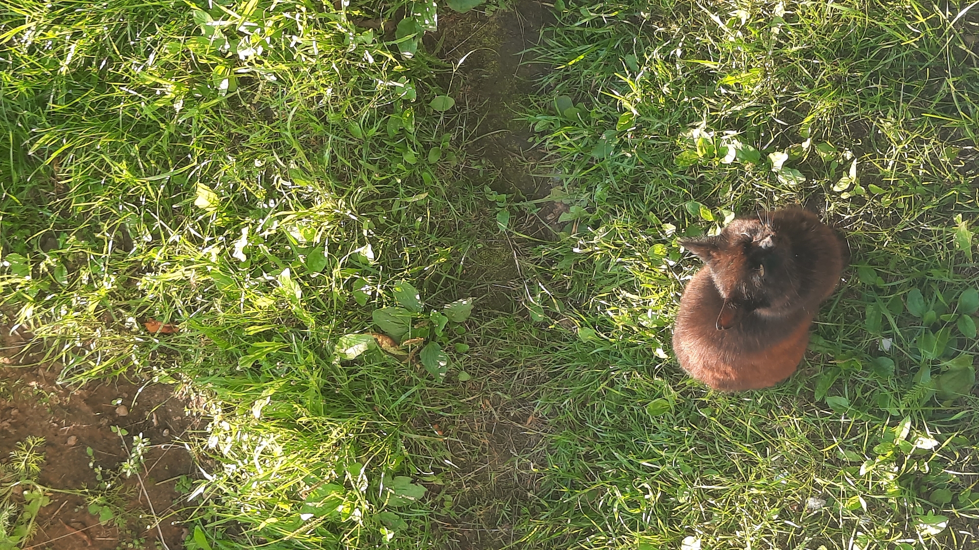 An overhead, slightly angled view shows a brown and black cat sitting on a patch of green grass. The cat is facing towards the right of the frame and appears to be looking up. Sunlight is casting shadows and highlighting the grass. The environment appears to be an outdoor space, possibly a backyard or park, with some bare soil visible in the upper left corner. The location is the city of Shklov, Belarus.