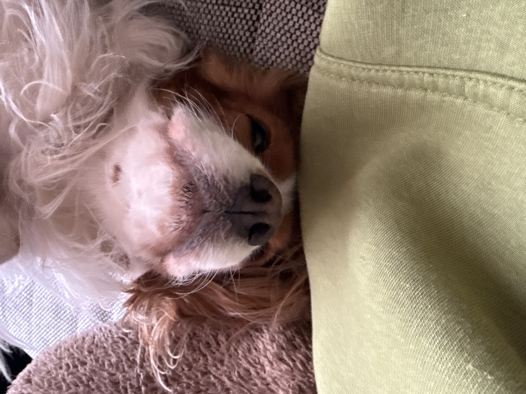 A close-up, slightly angled shot shows a dog resting on a brown, textured surface. The dog is partially obscured by a light green fabric on the right side of the frame. The dog has long, white fur on its left side and brown fur on its right. The dog's nose is prominent, with a mix of white and gray fur around it. The dog appears to be lying down, possibly asleep or resting. The background contains various textures, including the brown surface and a patterned fabric behind the dog's white fur. There is no evidence to support the image being taken in Sofia, Bulgaria.