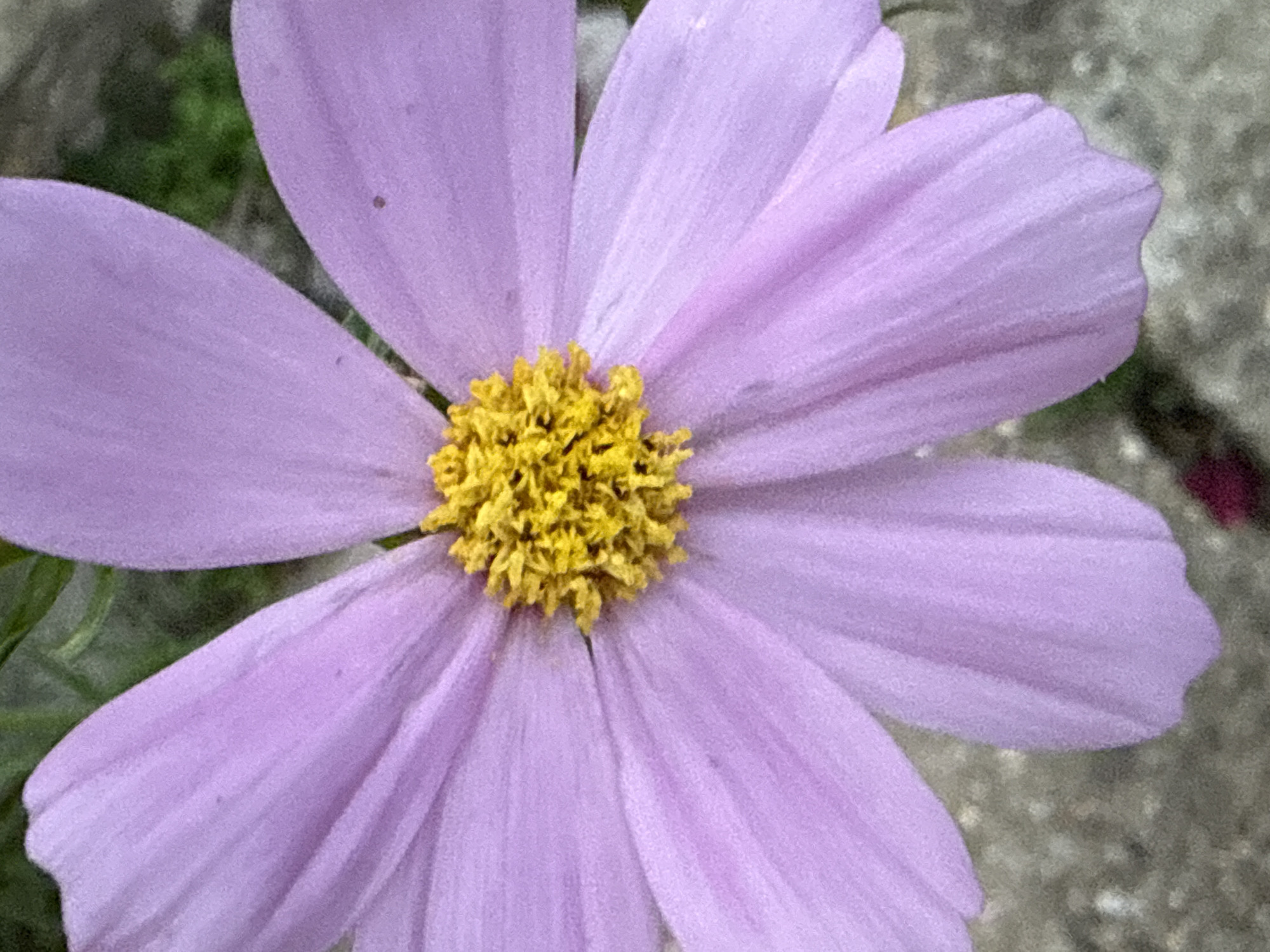 A close-up, overhead shot showcases a single, light purple daisy with a bright yellow center. The petals are delicate and slightly translucent, with visible veins. The background is blurred, revealing patches of green foliage and gray, textured ground.