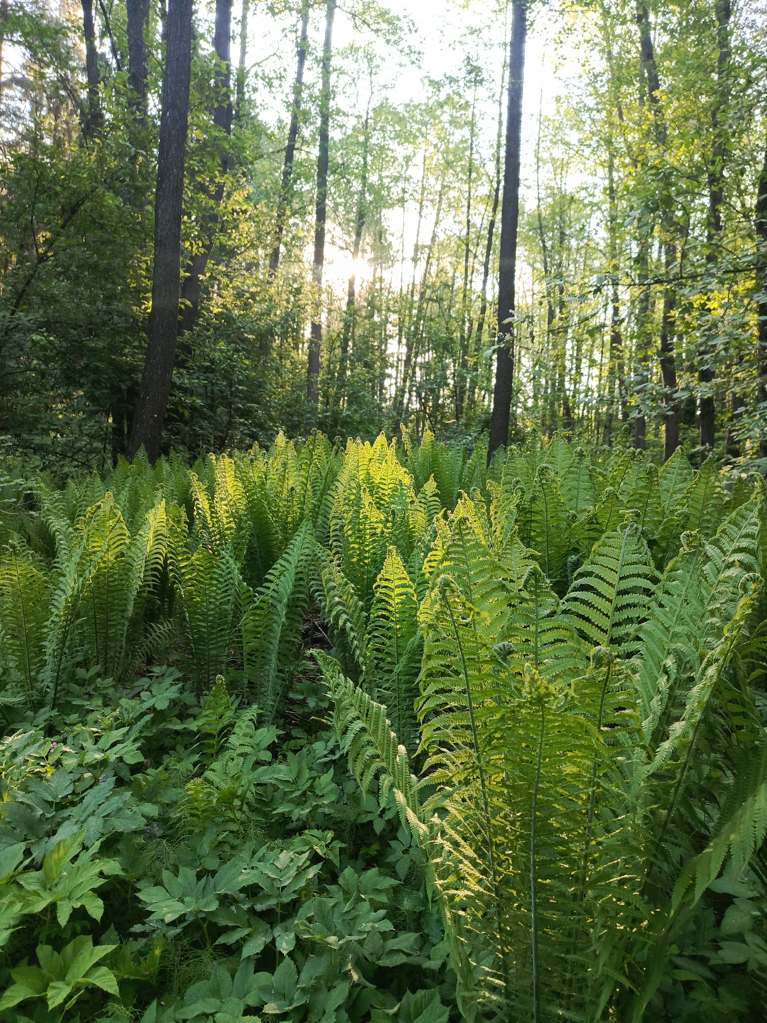 The image depicts a dense undergrowth of ferns and other leafy plants in a forest setting, with sunlight filtering through the trees. Tall, slender trees are visible in the background. The light suggests it could be late afternoon or early morning. The image does not provide specific evidence to confirm the location is Chaikovsky, Russia. There are no people visible in the image. The dominant objects are the various types of green foliage, highlighted by the sunlight. The interactions consist of the play of light and shadow on the vegetation and the coexistence of different plant species within the environment.