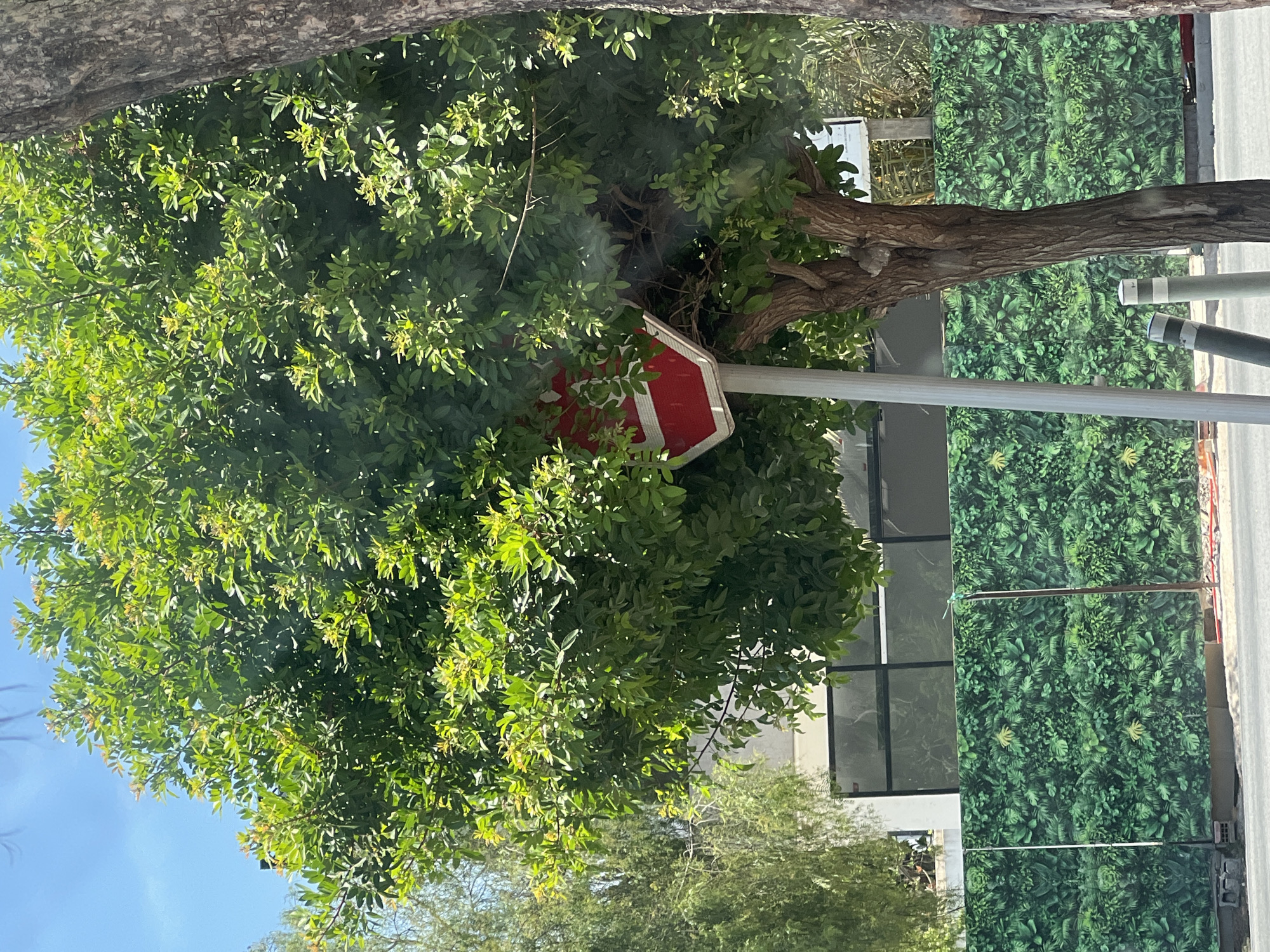 The image captures an urban outdoor scene in Casablanca, Morocco, under bright daylight with a clear blue sky visible at the top left. A large tree with dense green foliage occupies the center-left, its leaves largely obscuring an inverted triangular red and white 'Give Way' road sign mounted on a light grey pole. A section of a darker tree trunk is visible on the far right. In the midground, a temporary construction barrier, patterned with a repeating motif of various green tropical leaves, extends horizontally. Above this barrier and through the main tree's canopy, parts of modern buildings with white facades and dark-framed windows are visible. The foreground features a paved surface, on which two grey and white striped bollards stand to the left of the sign's pole. No people are visible in the scene.