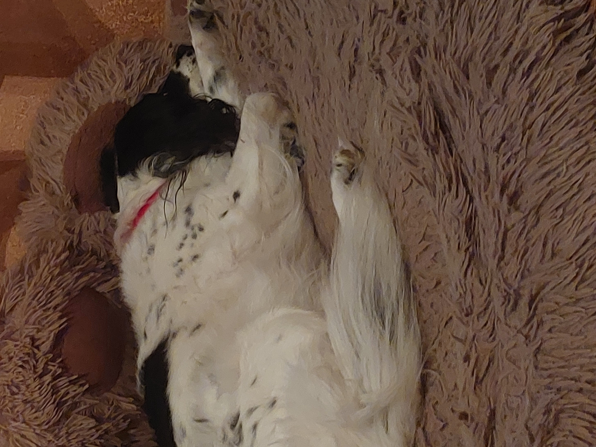 A black and white spotted dog lies on its back in a fluffy brown dog bed. The dog has a red collar and is mostly white with black spots on its torso and a black patch on its head. The dog bed is resting on a similar fluffy brown surface. The location is unknown and there is no evidence to suggest that the picture was taken in Tsarevo, Bulgaria.
